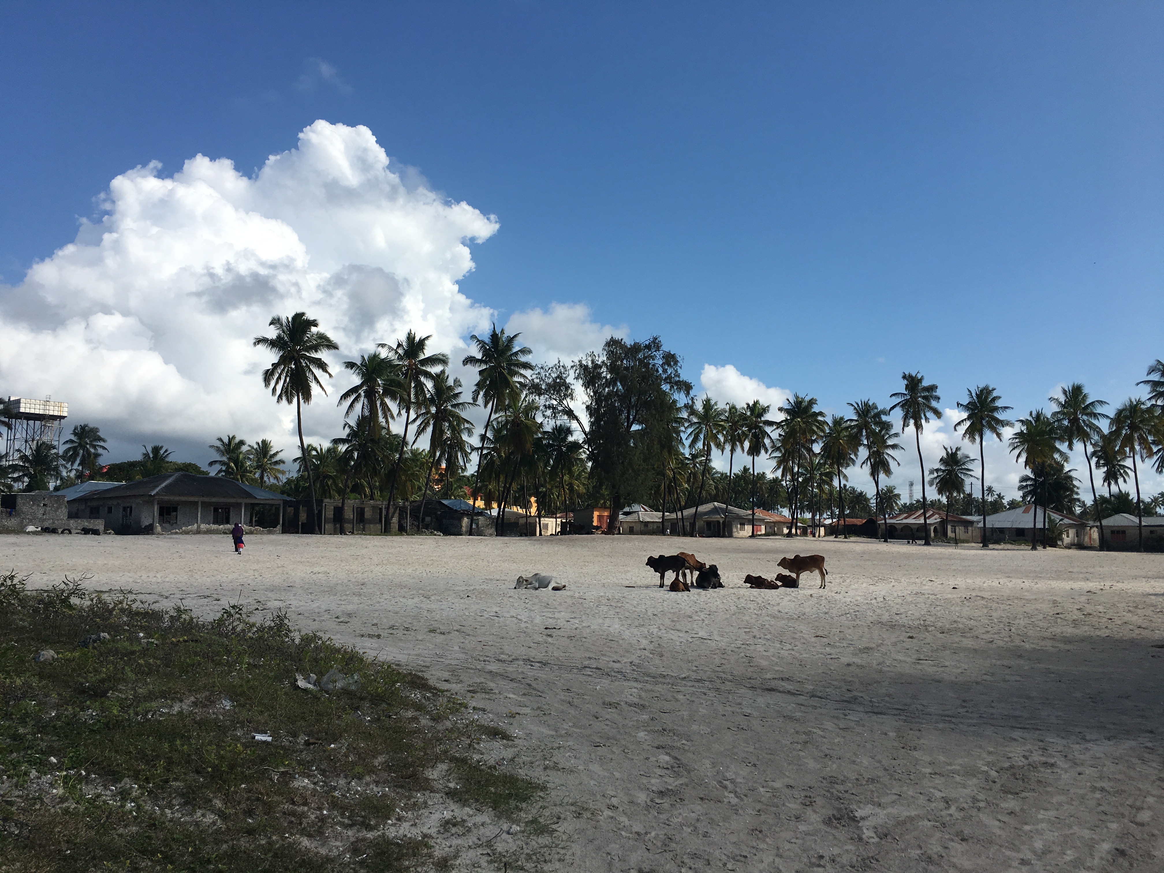 morning storm clouds build