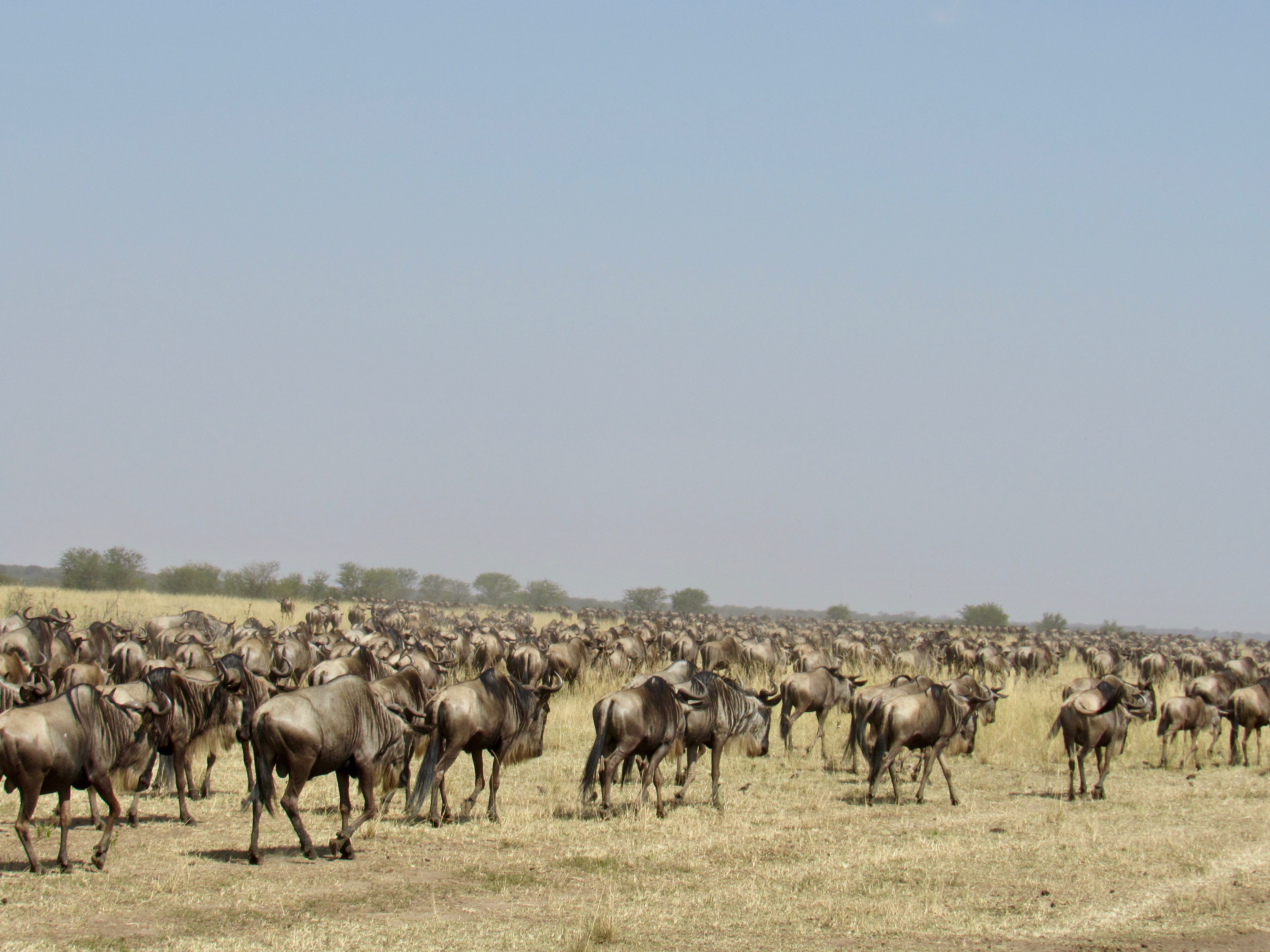 wildebeest