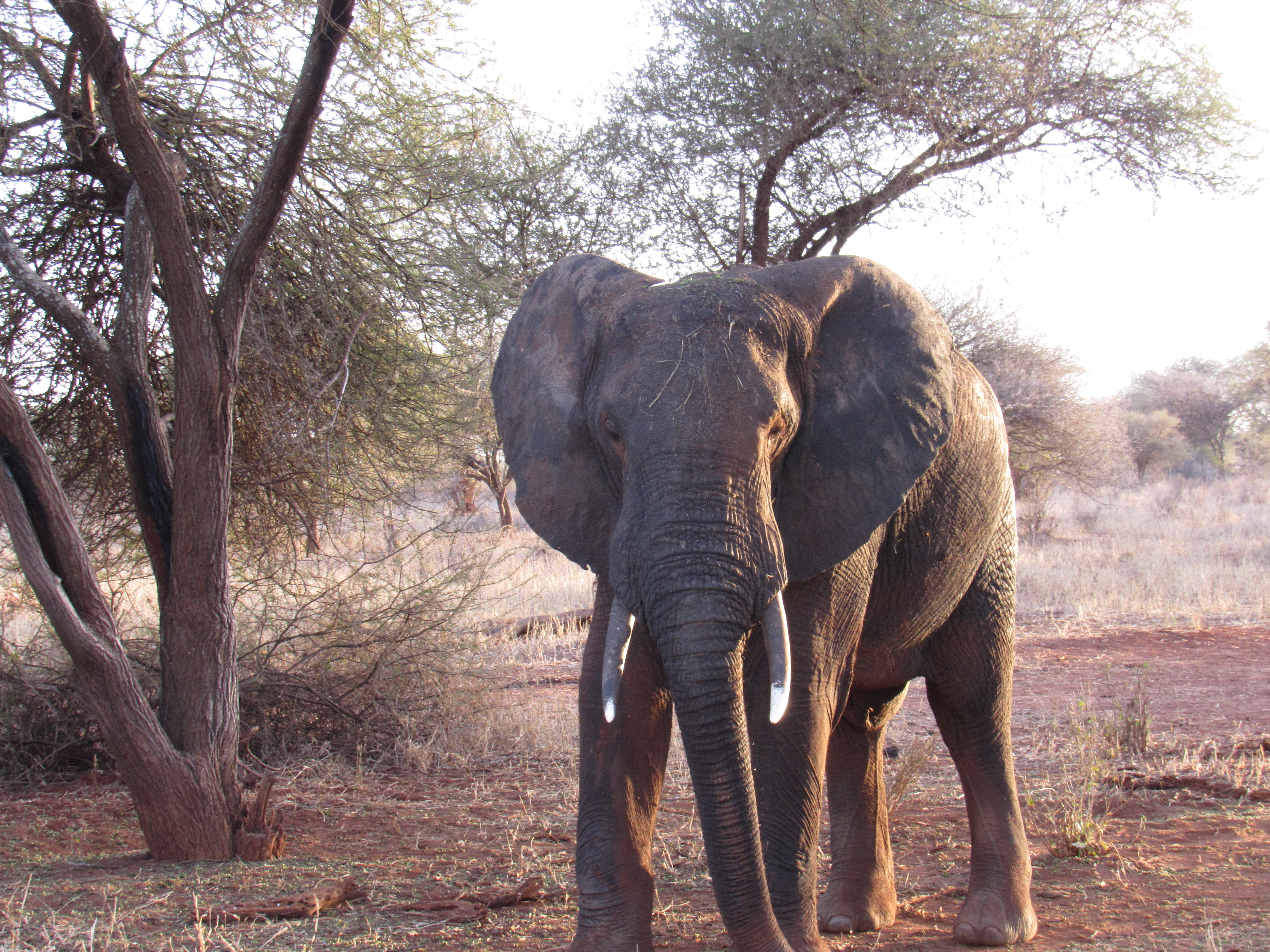 the tufts of stray grass