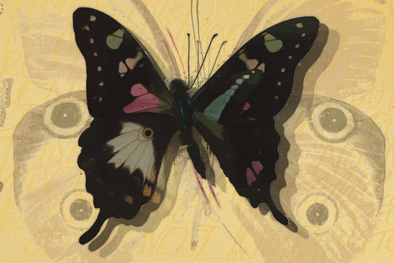 A photobashed image of various butterflies on a yellow background with unintelligible writing superimposed.
