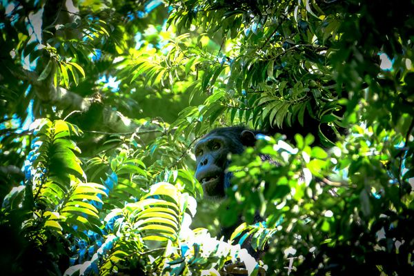 monkey on a tree