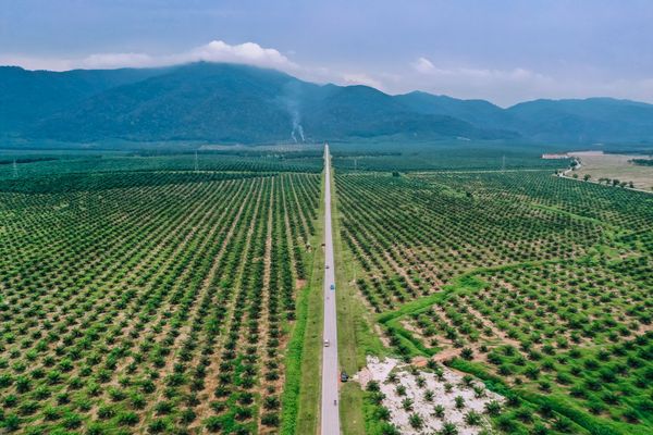 aerial view of palm plantation in johor malaysia