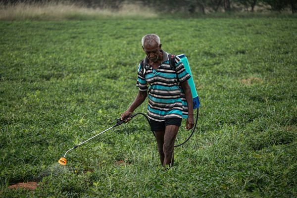 An older farmer walks through a green field carrying a backpack sprayer and spraying crops with a handheld wand. He wears a s