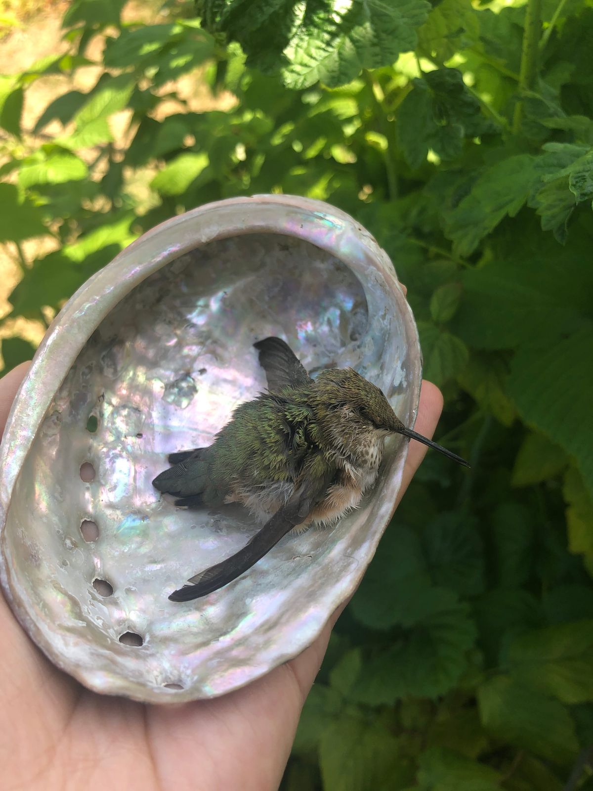 If i am a hummingbird