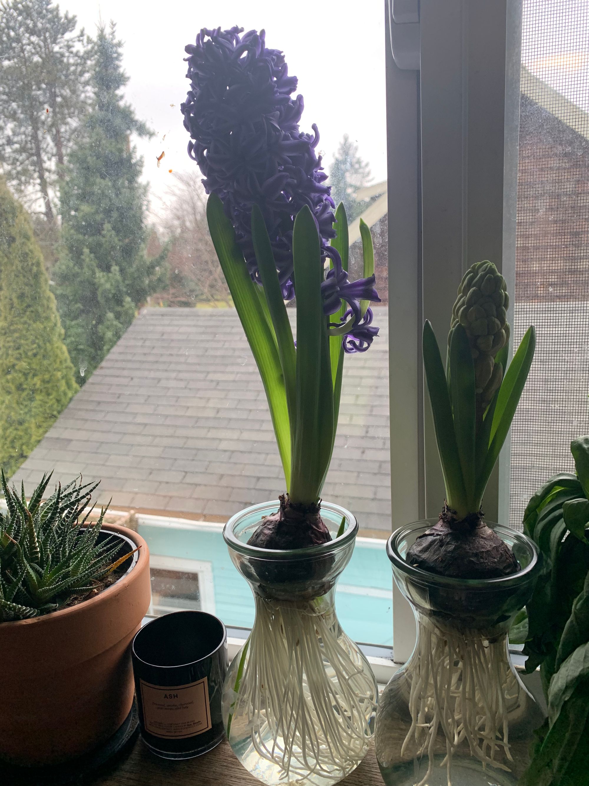 on a windowsill, purple hyacinth in full bloom, pink hyacinth just starting to bloom