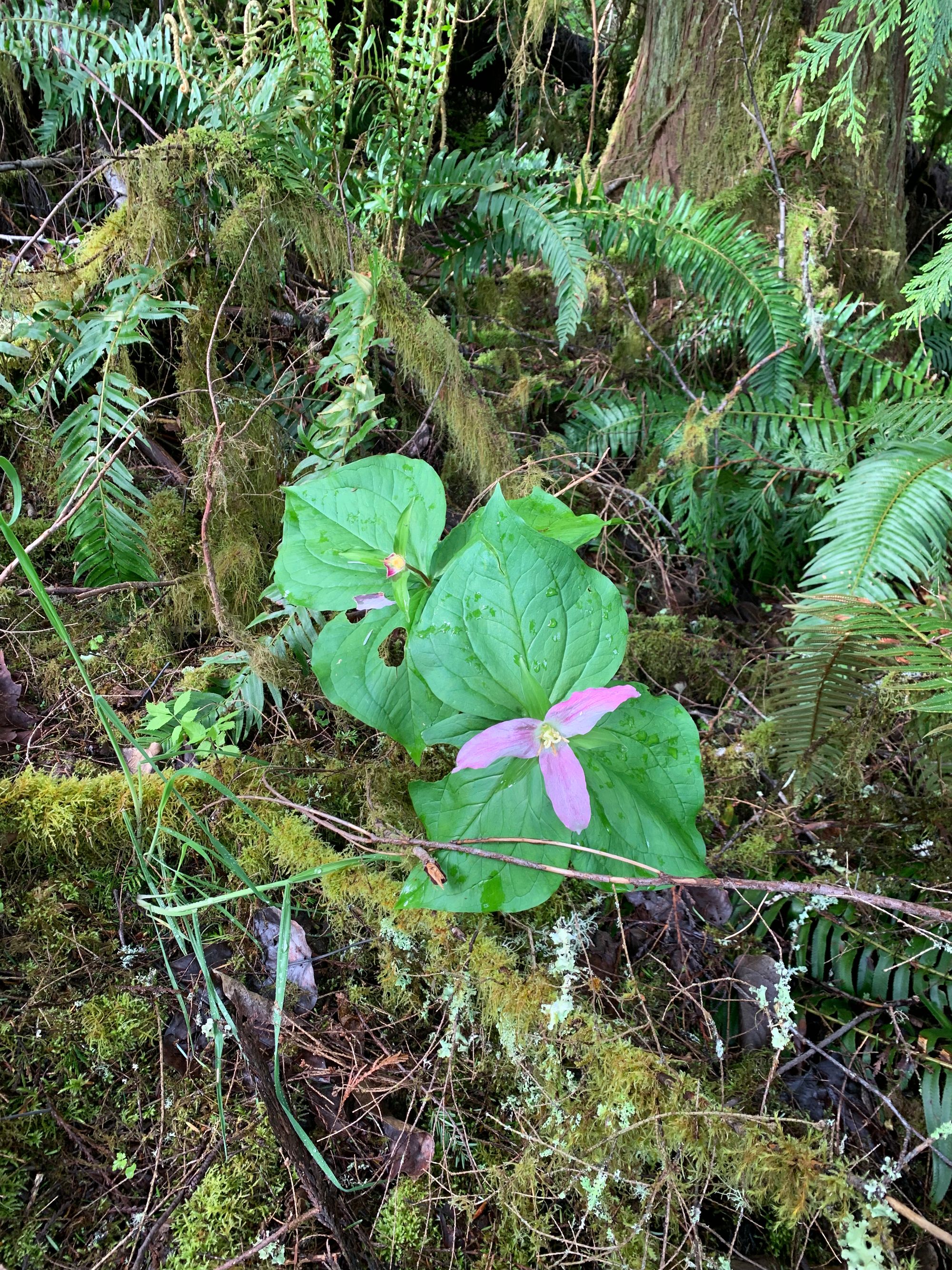 pink trillium (a three-leafed, three-blossom flower) surrounded by ferns & mossy logs