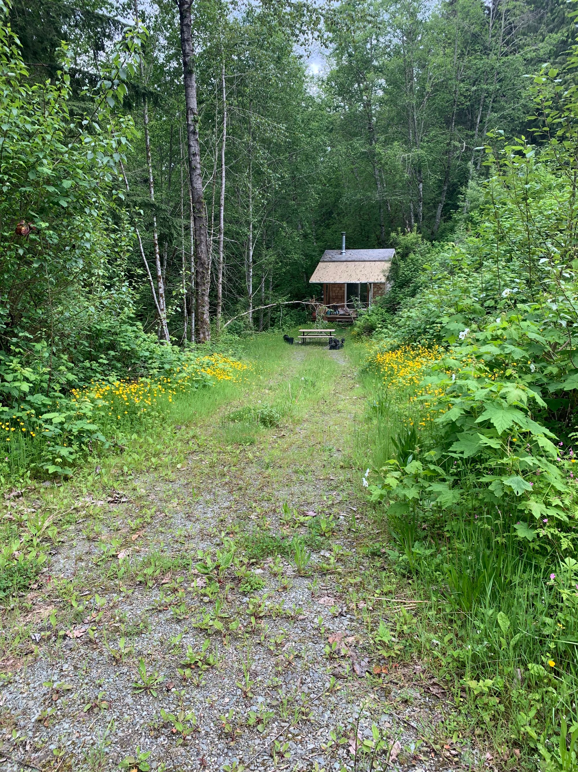 an overgrown gravel road, green hedges & trees, a small cabin & picnic table in the background