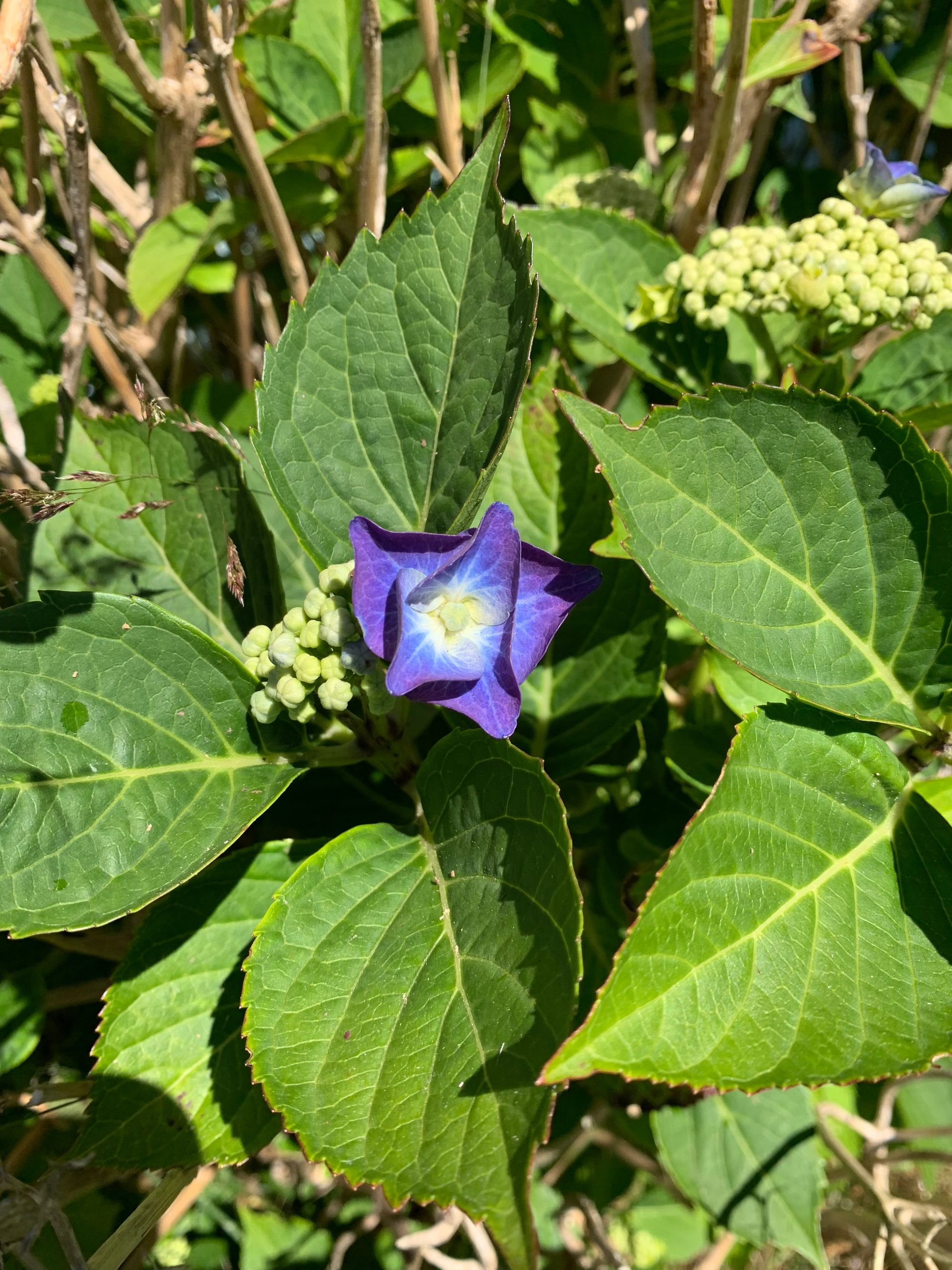 purple & blue hydrangea flower close up, surrounded by green leaves