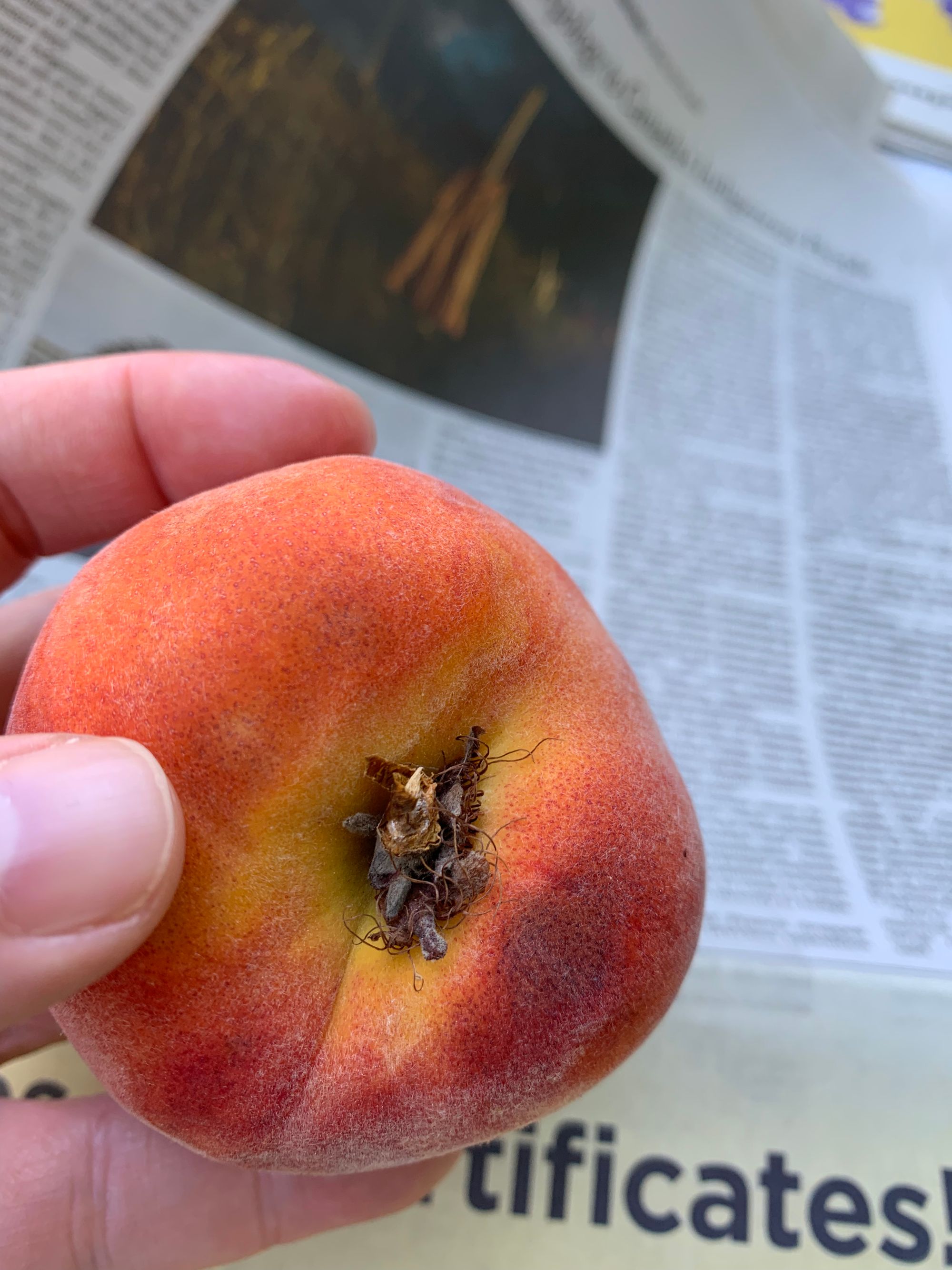 a ripe peach, close up, background of an open newspaper