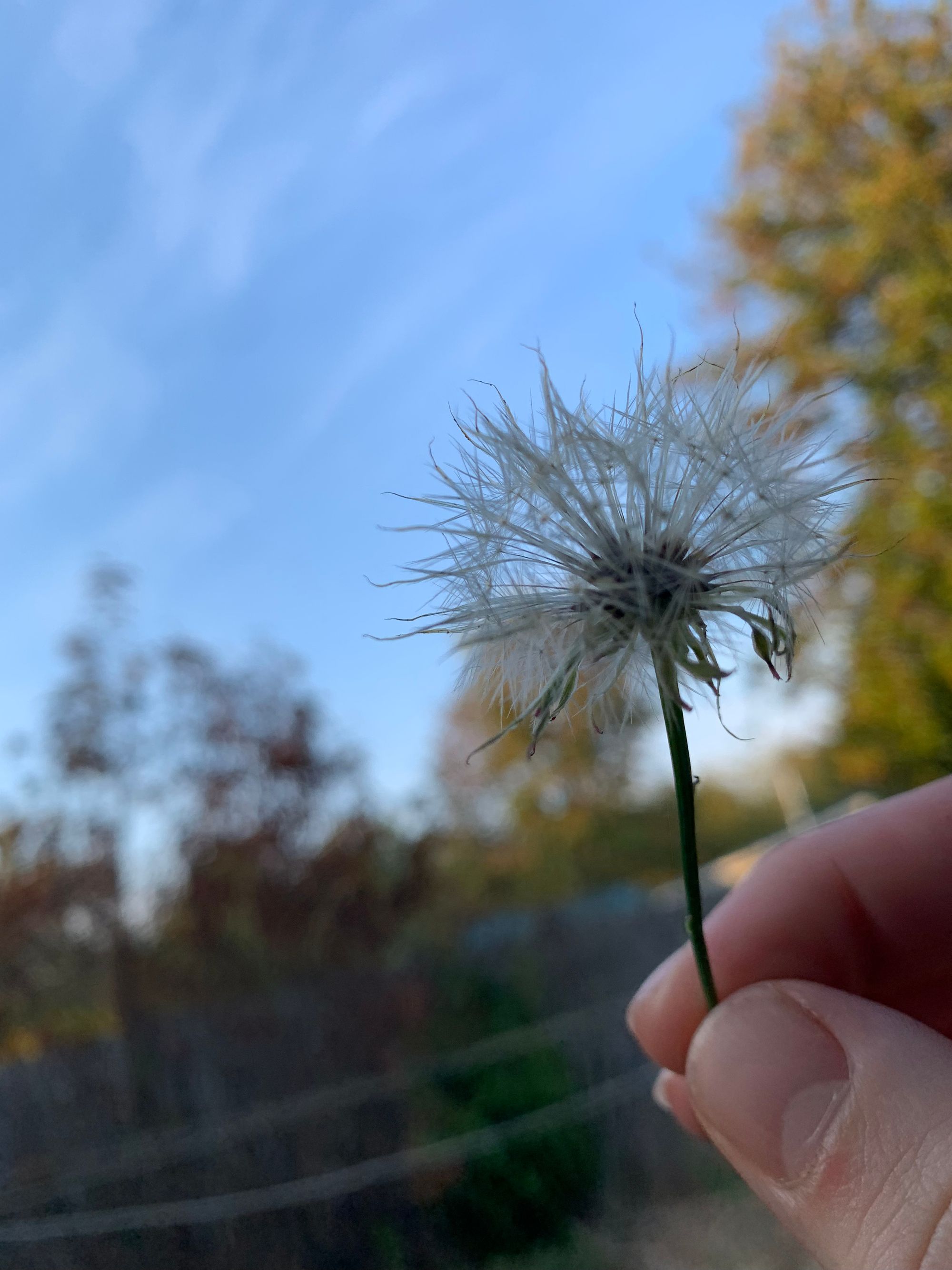dandelion in seed form held up against a blue sky by thumb & fingers