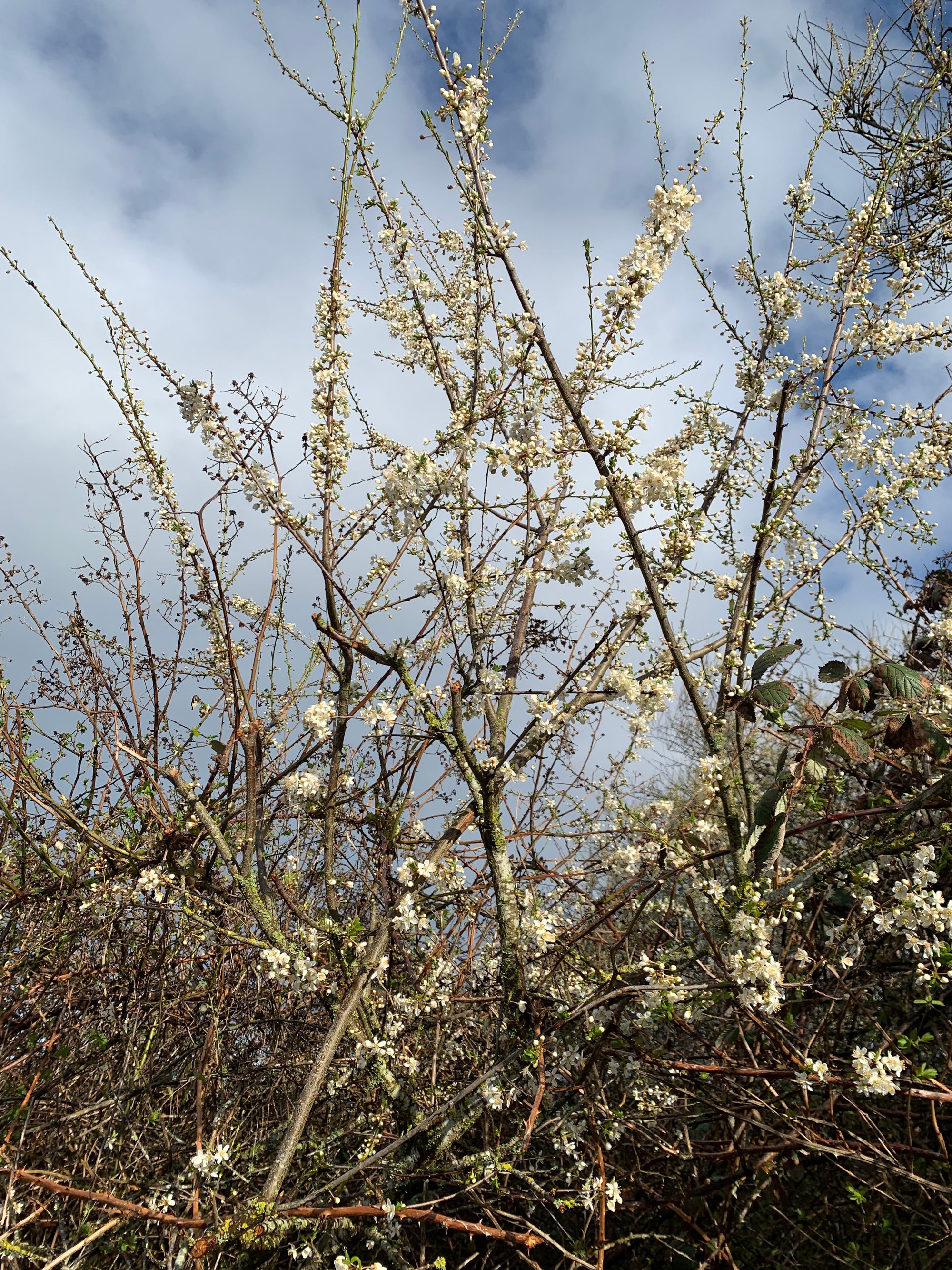 raggedy looking apple blossoms