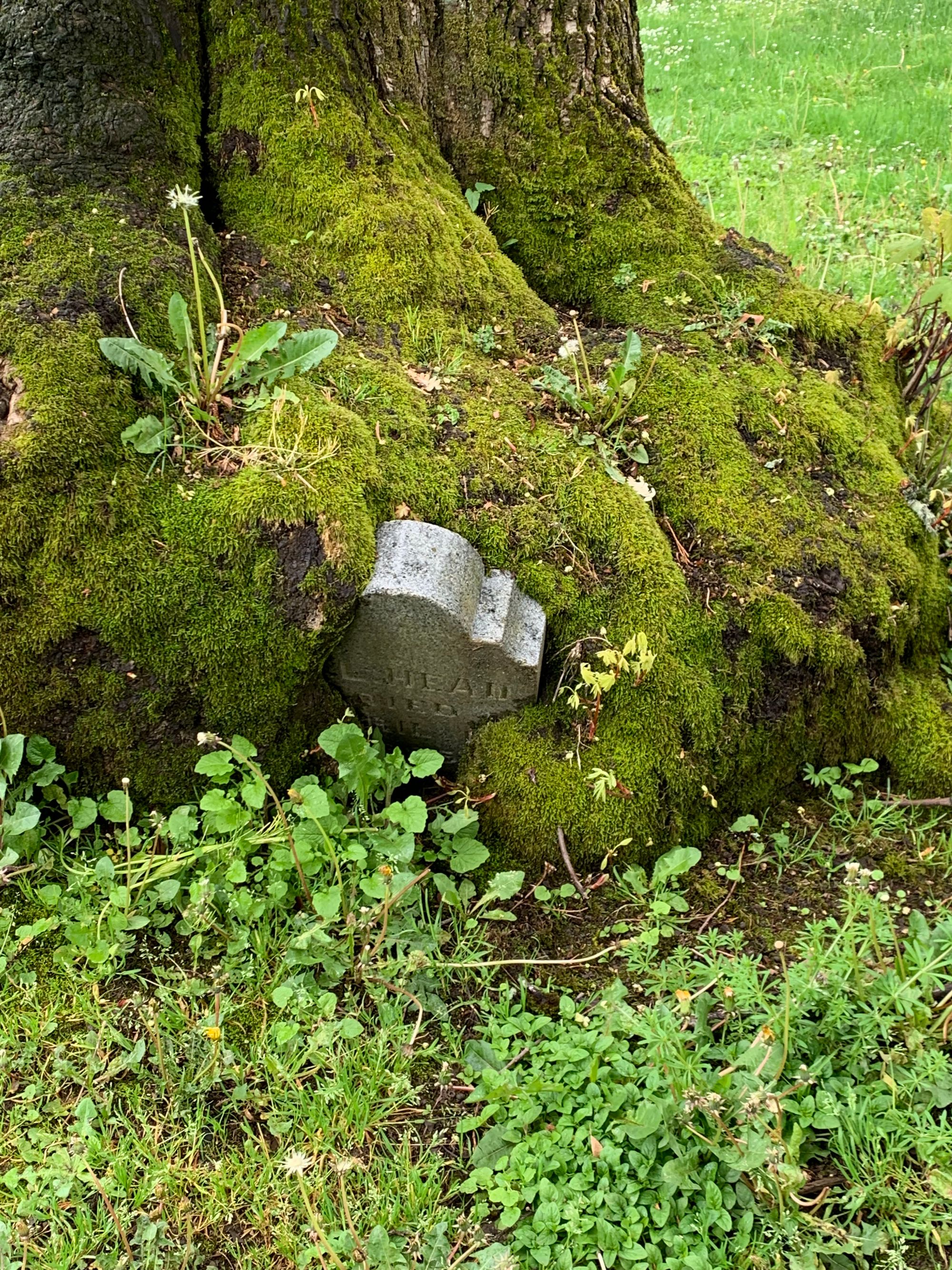 headstone mostly wrapped up in huge mossy roots