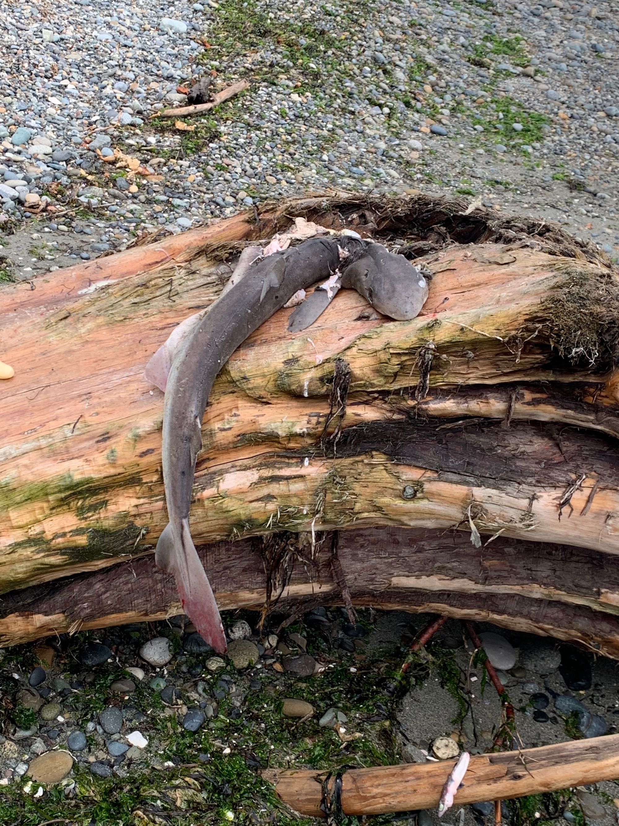 small dead shark on a big log, pebbly beach