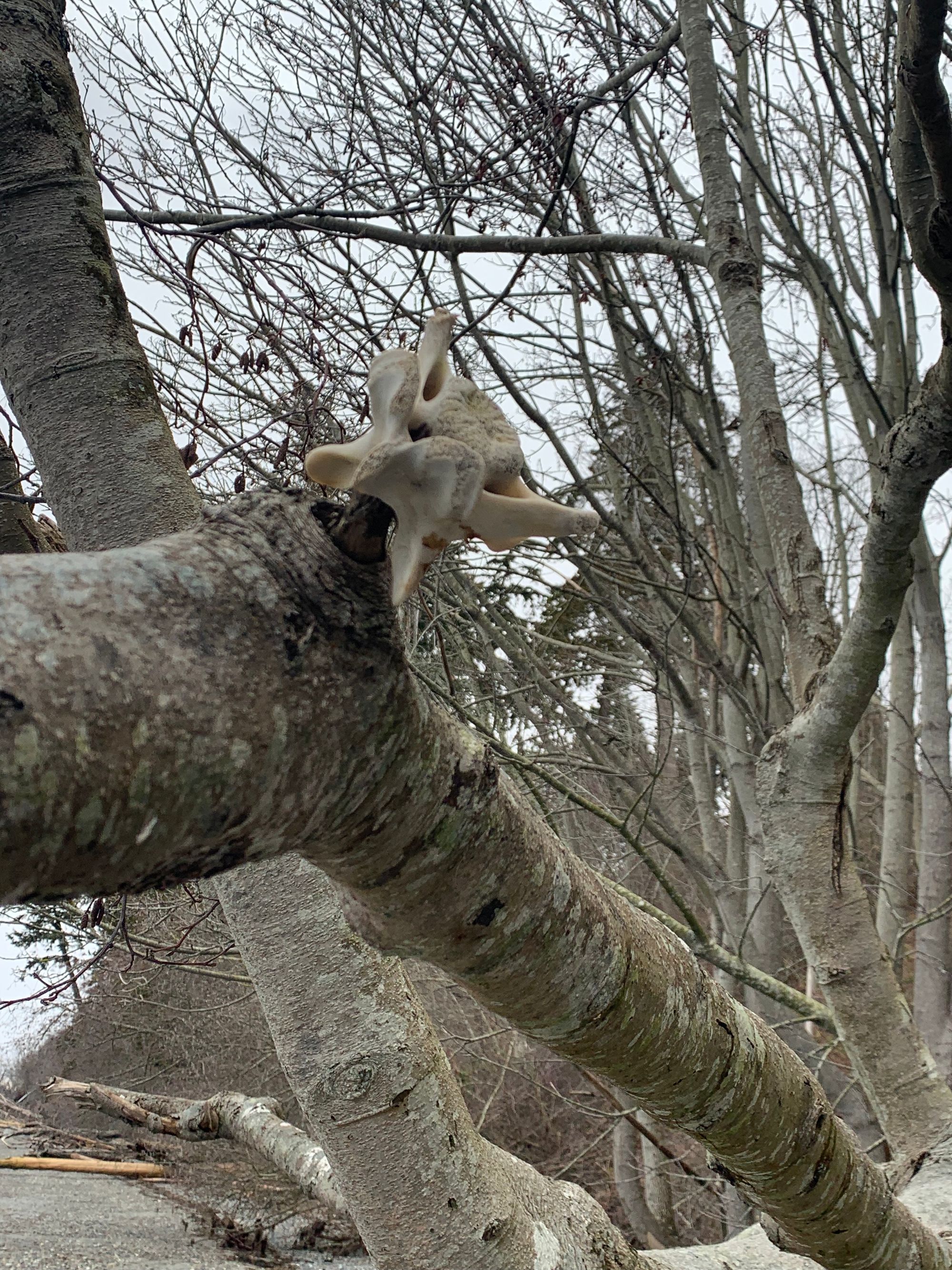 grey and brown bare branches with a bleached deer vertebrae hanging off them