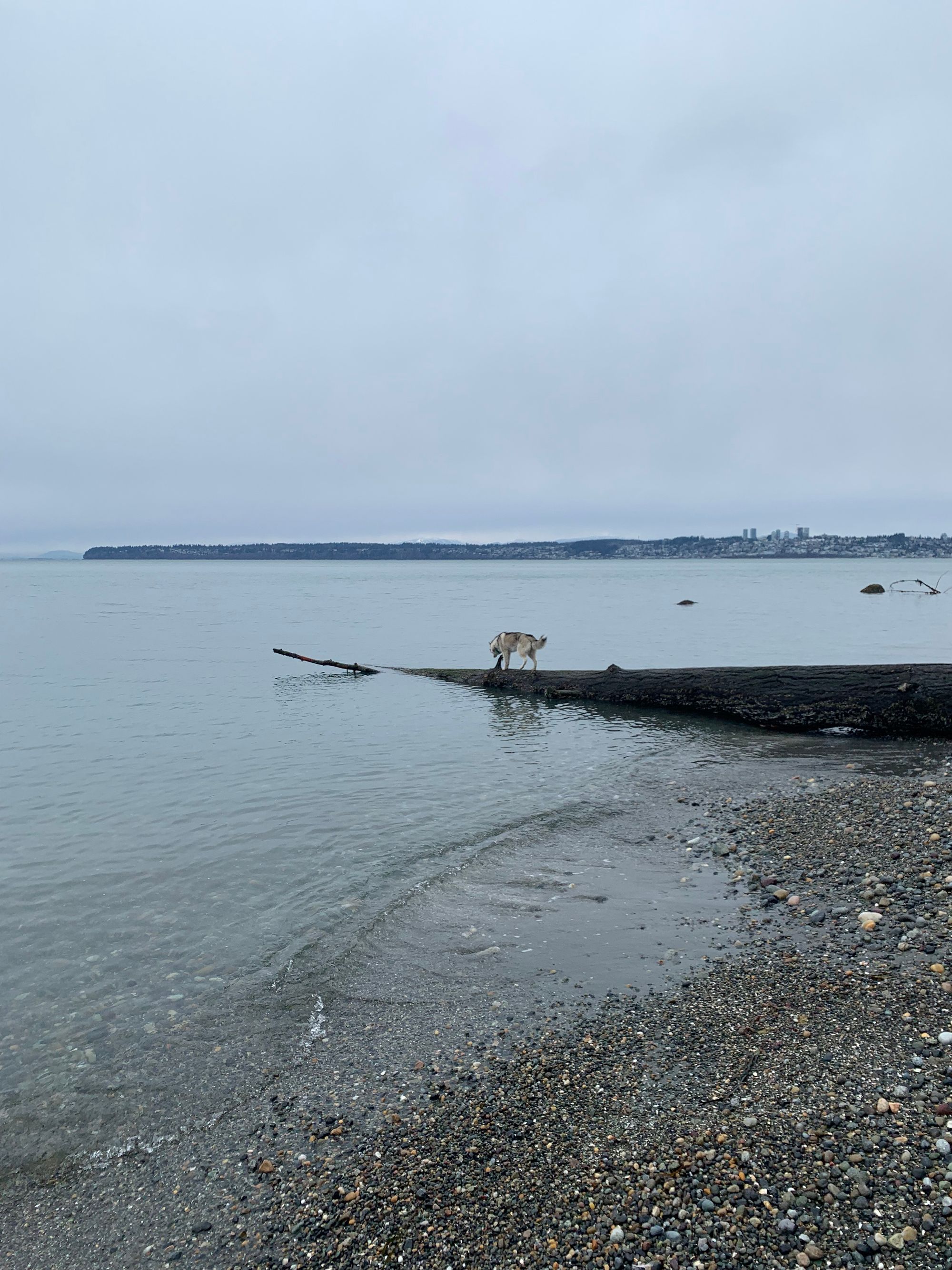 grey sea, distant grey city, long log sticking out over a pebbled beach with a small husky walking on it