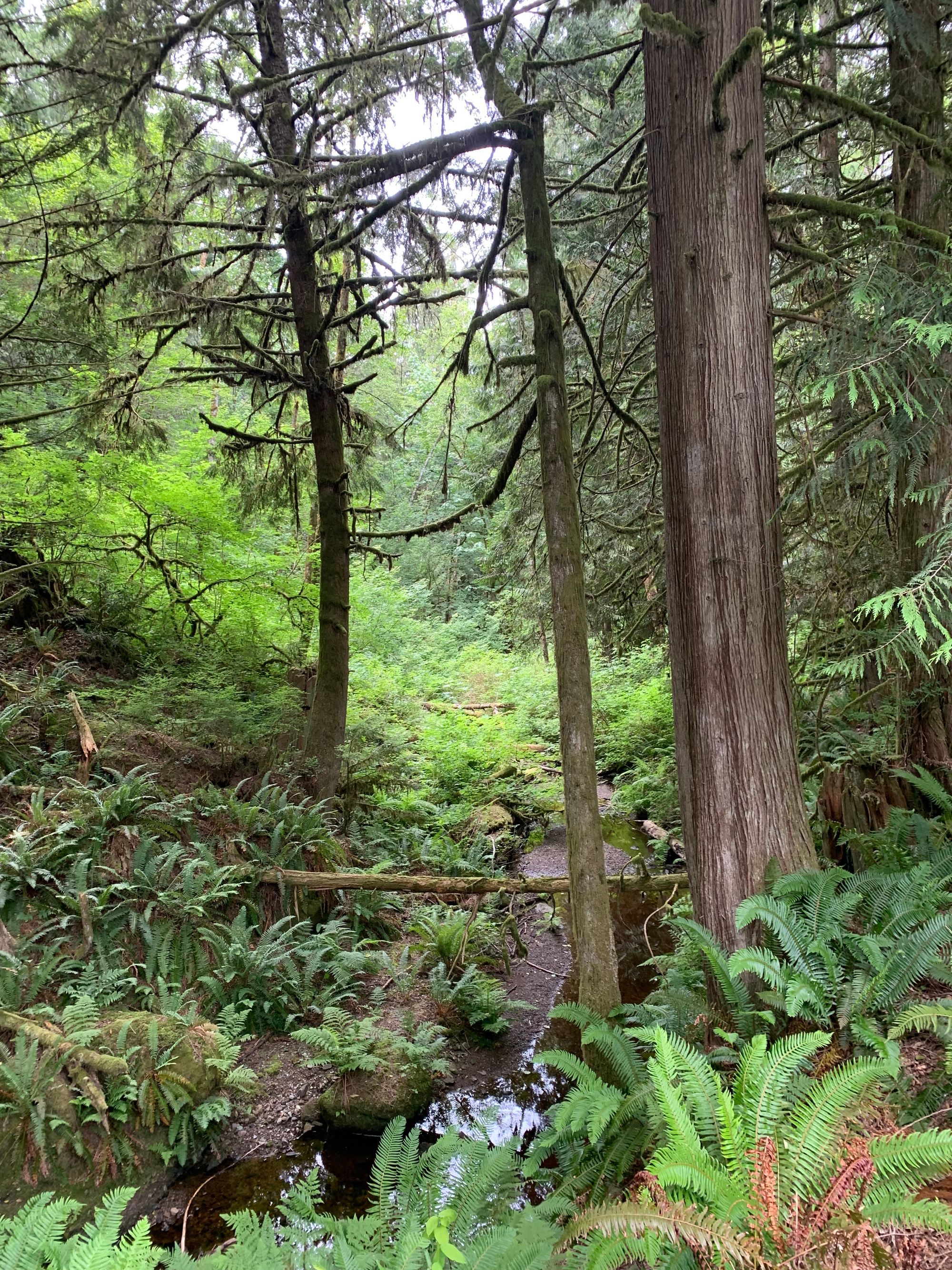 green woods, tall trees, lots of ferns, a shallow creek bed
