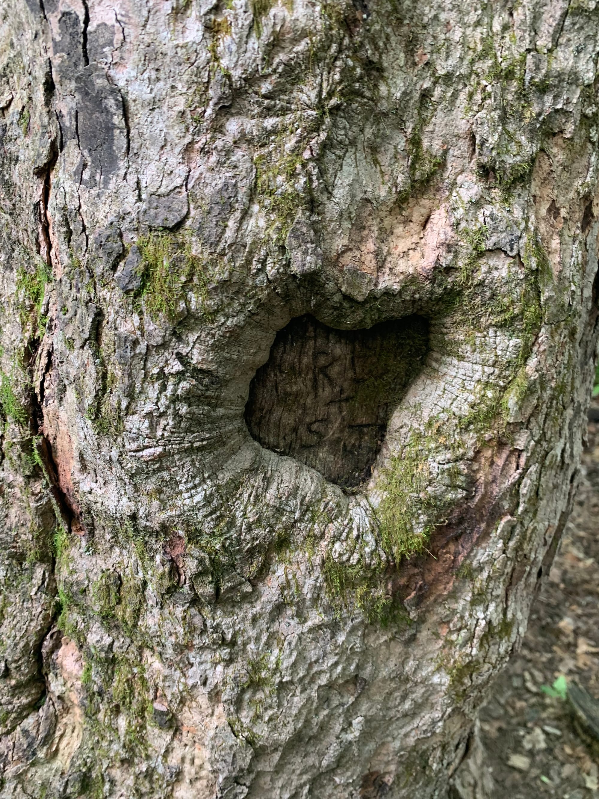 carved initials in tree bark: R (illegible) + S.J.
