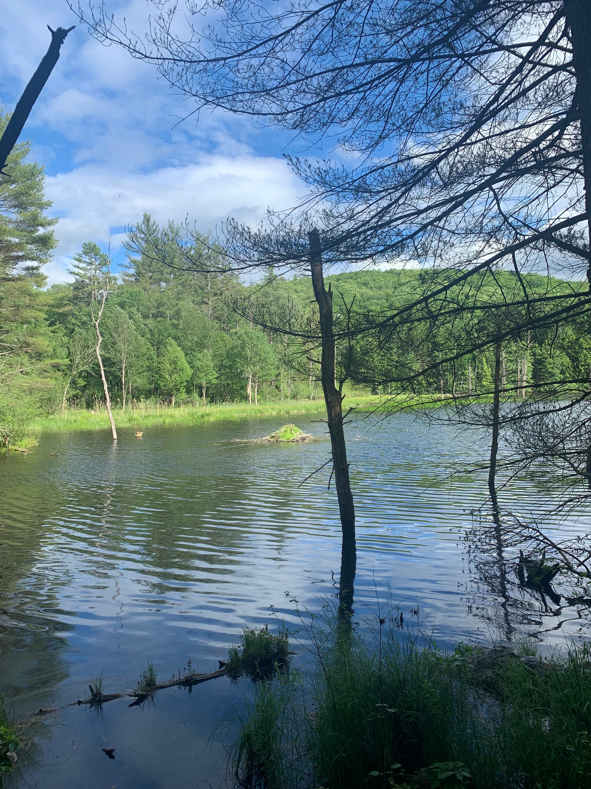 rippling pond surrounded by trees, a green beaver mound in the middle, blue skies & white clouds above