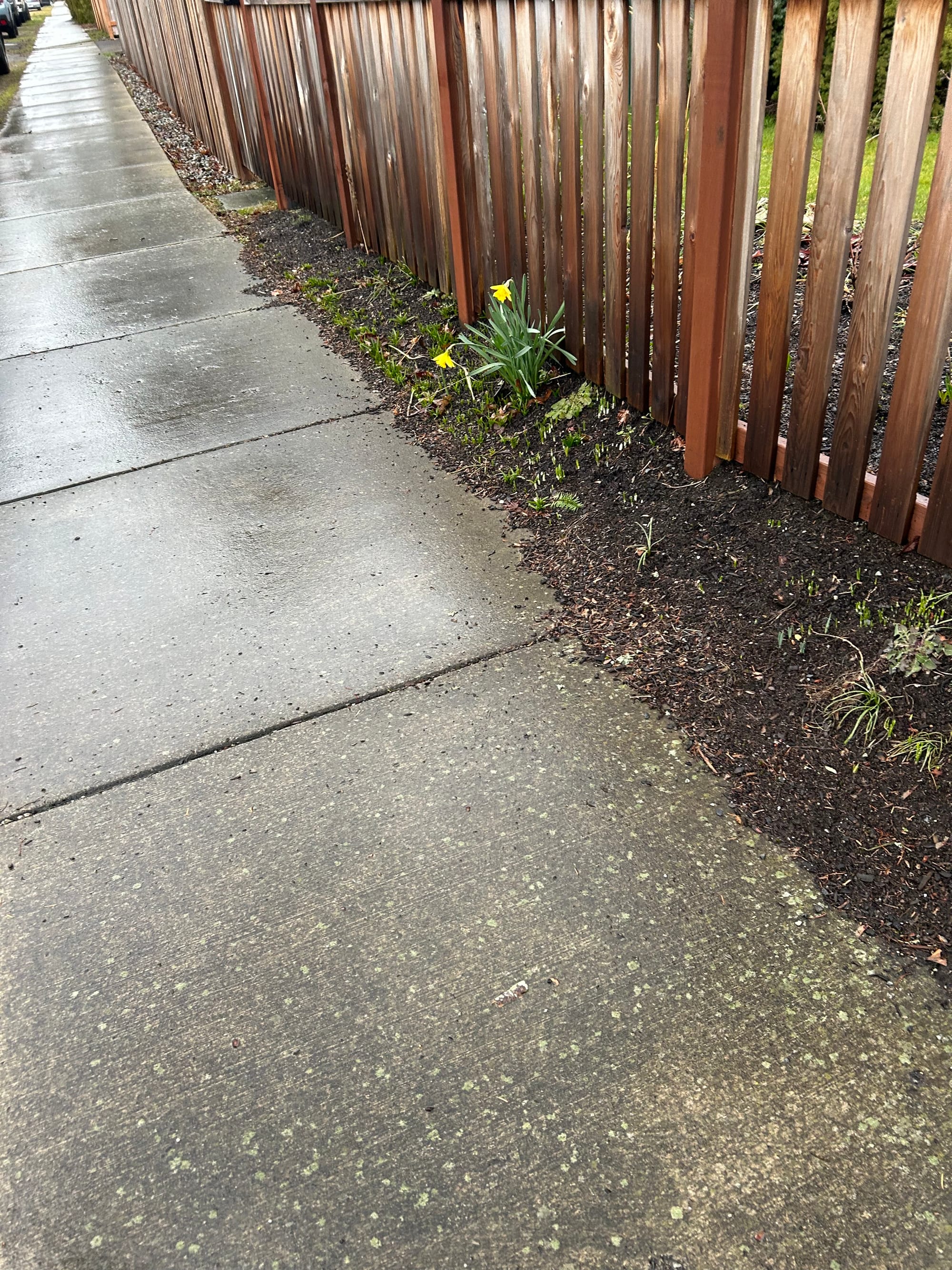 sidewalk, wooden fence, a couple of daffodils