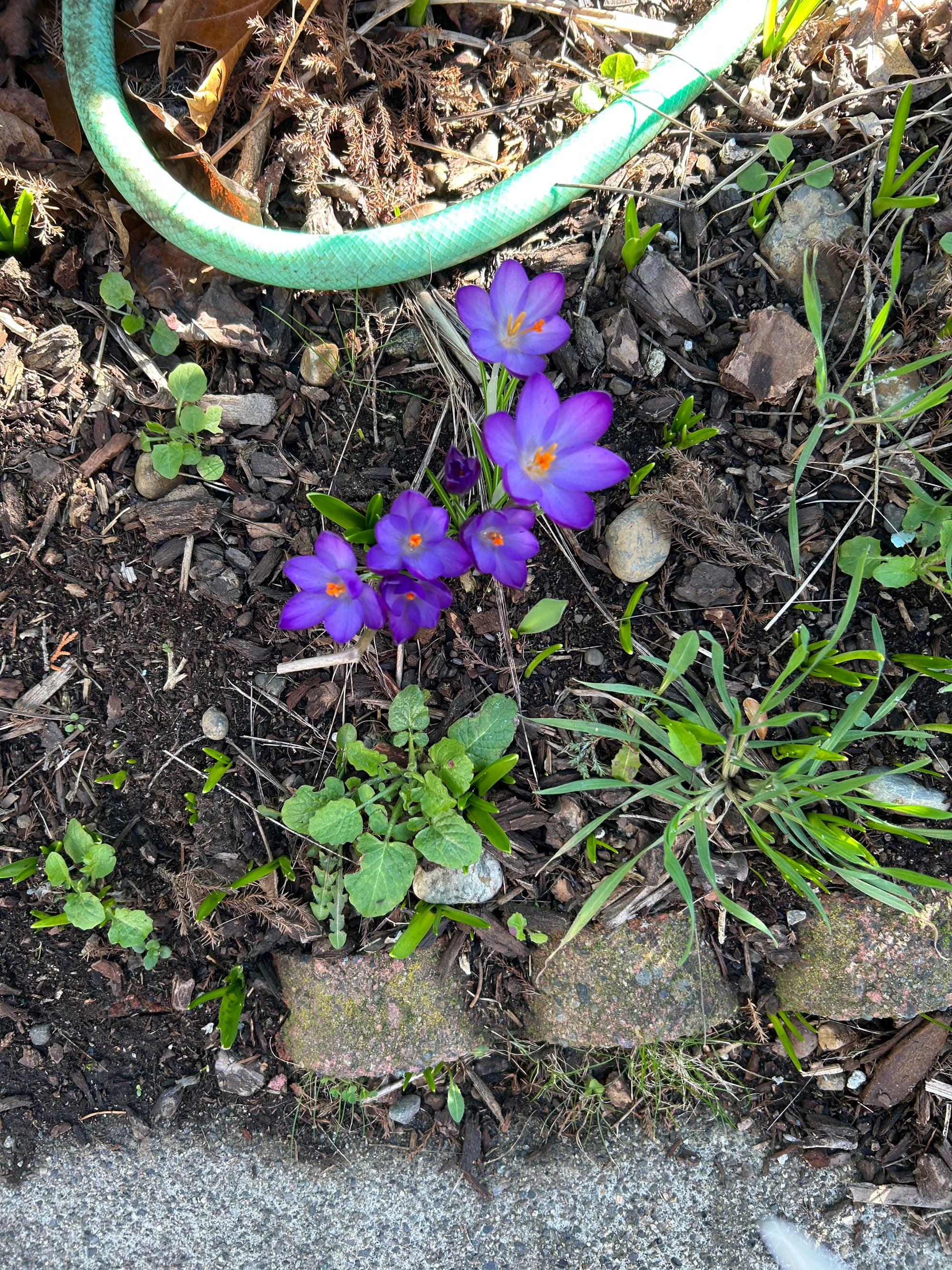 a little bunch of purple crocuses with orange centers, a loop of garden hose, some brick edge stones