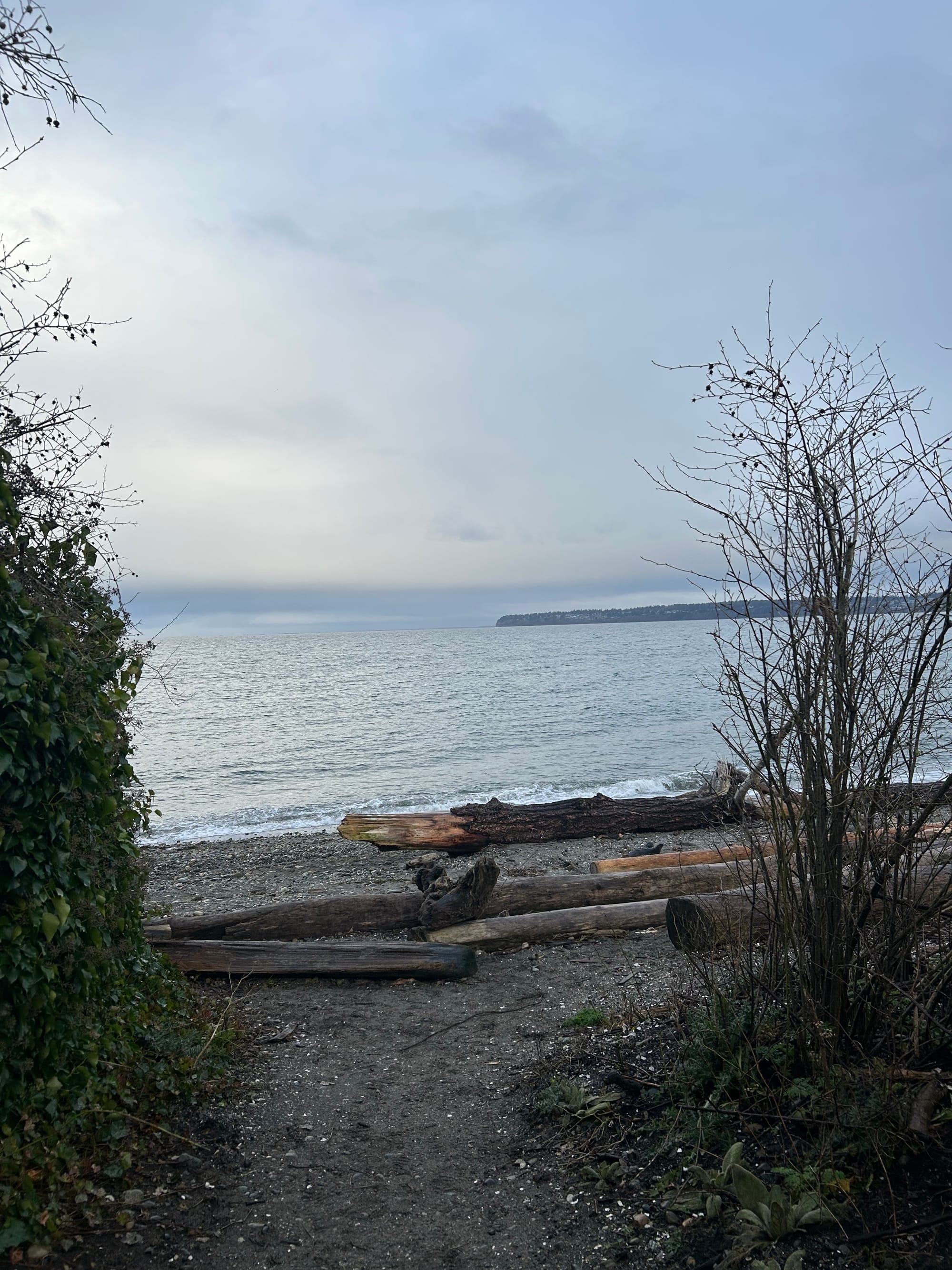 trail leading between tall shrubs to a beach covered in driftwood, grey water & grey sky beyond, a spit of land on the horizon