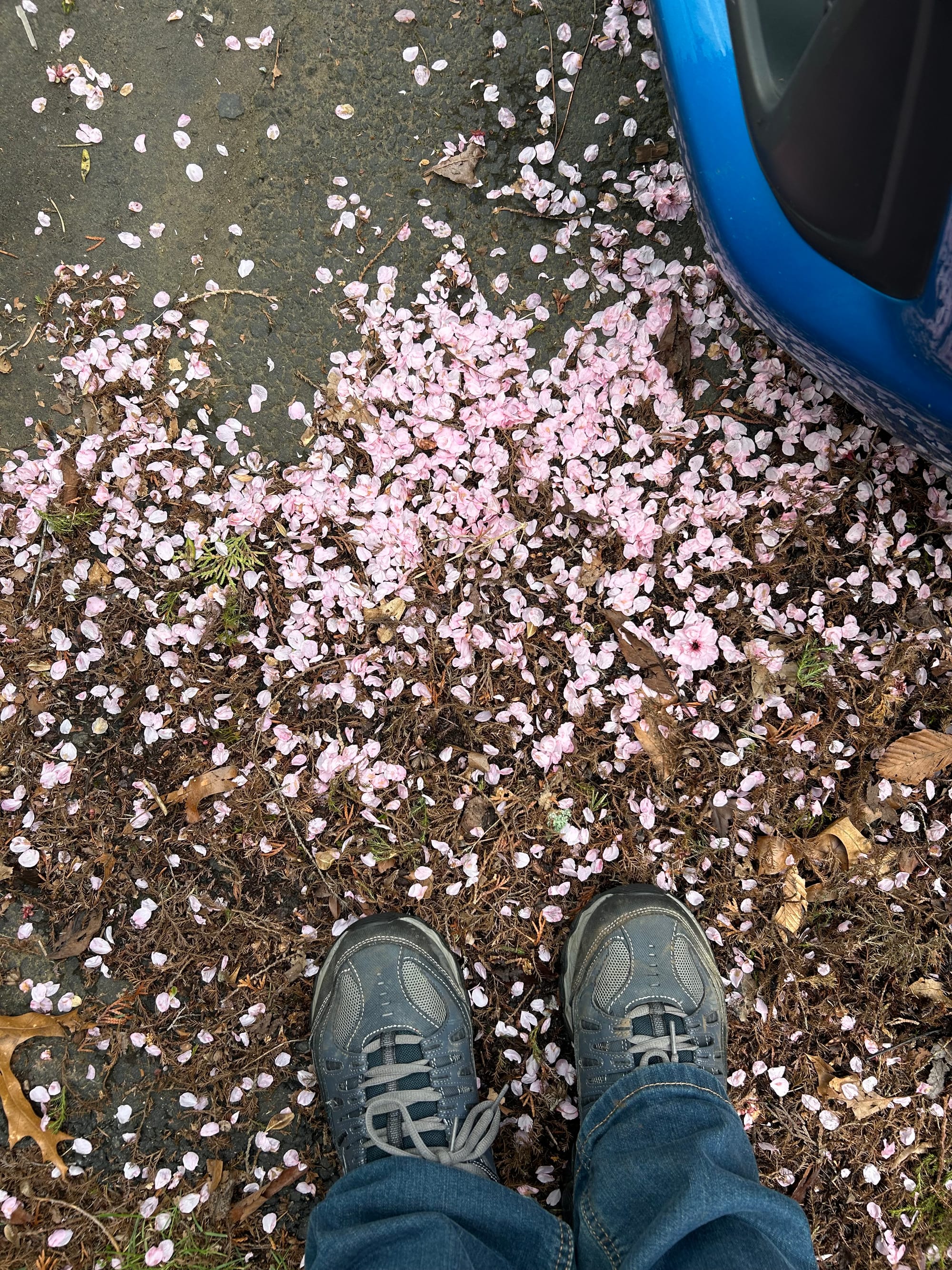 grey sneakers standing in a pile of pink plum blossom petals