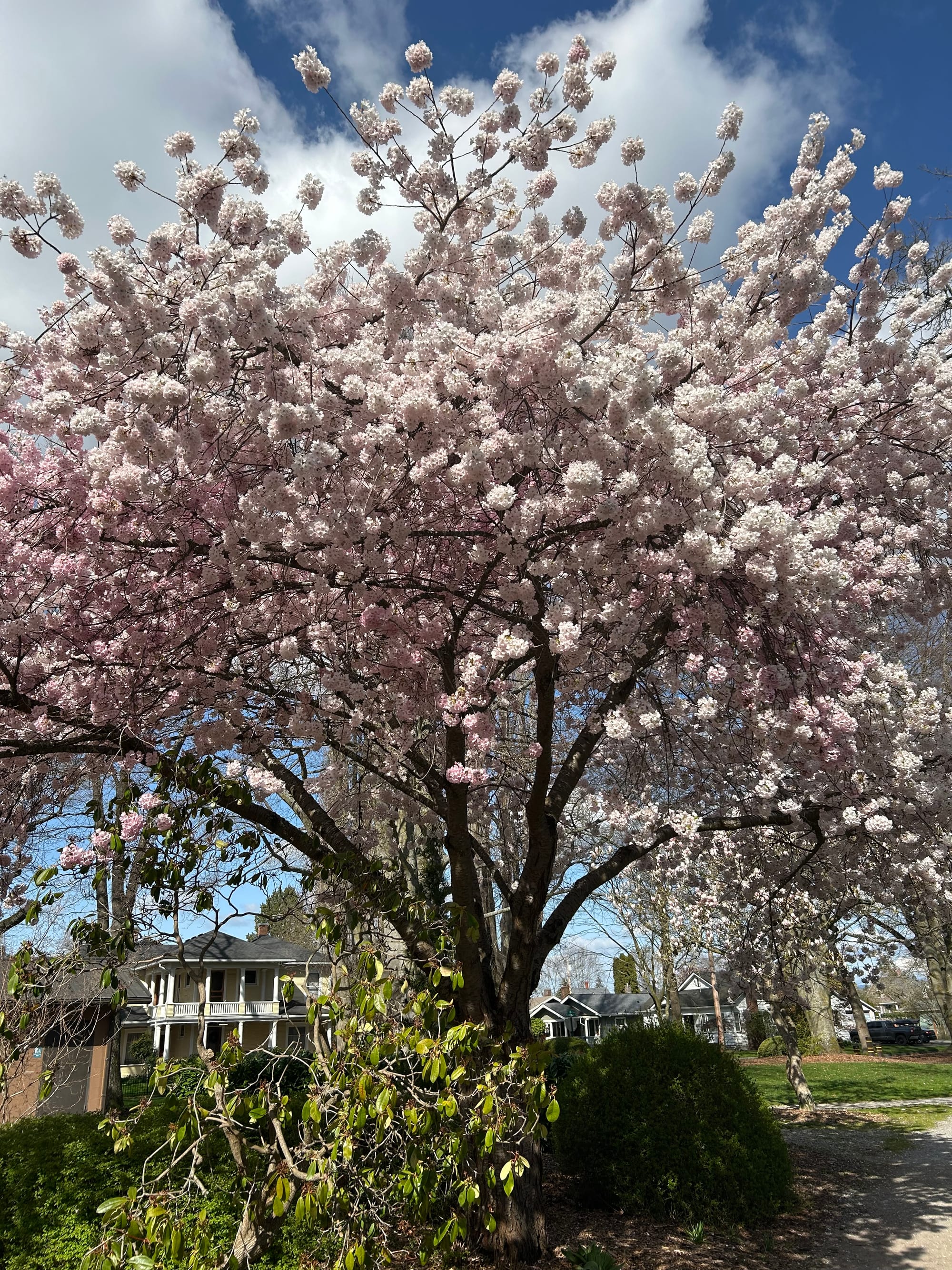 large blooming tree, pale pink flowers, two story houses in the background