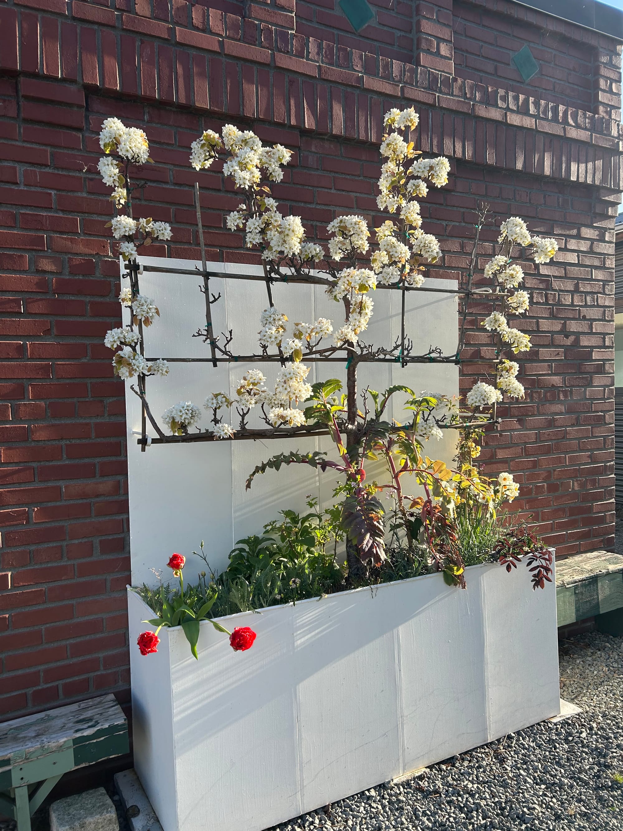 a white planter box with tulips, daffodills, & an espaliered apple tree against a red brick wall