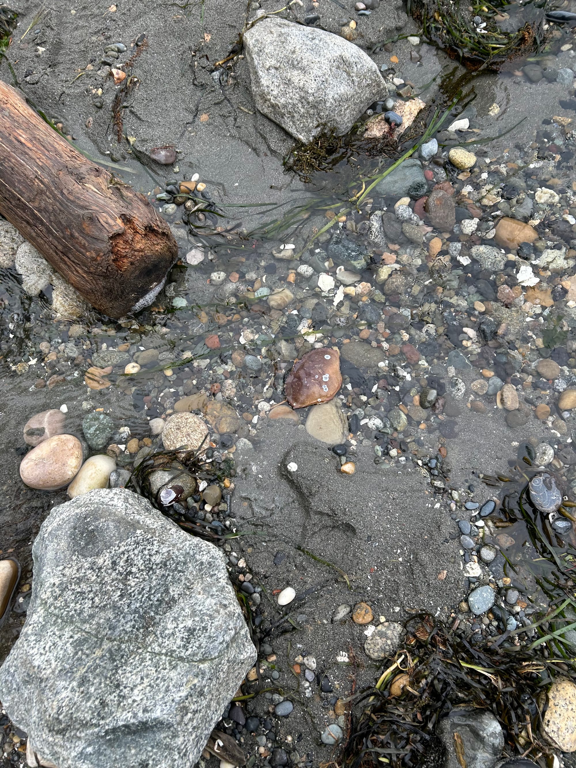 sandy beach with shells, rocks, driftwood, seaweed, a red crab shell in the middle of a little stream