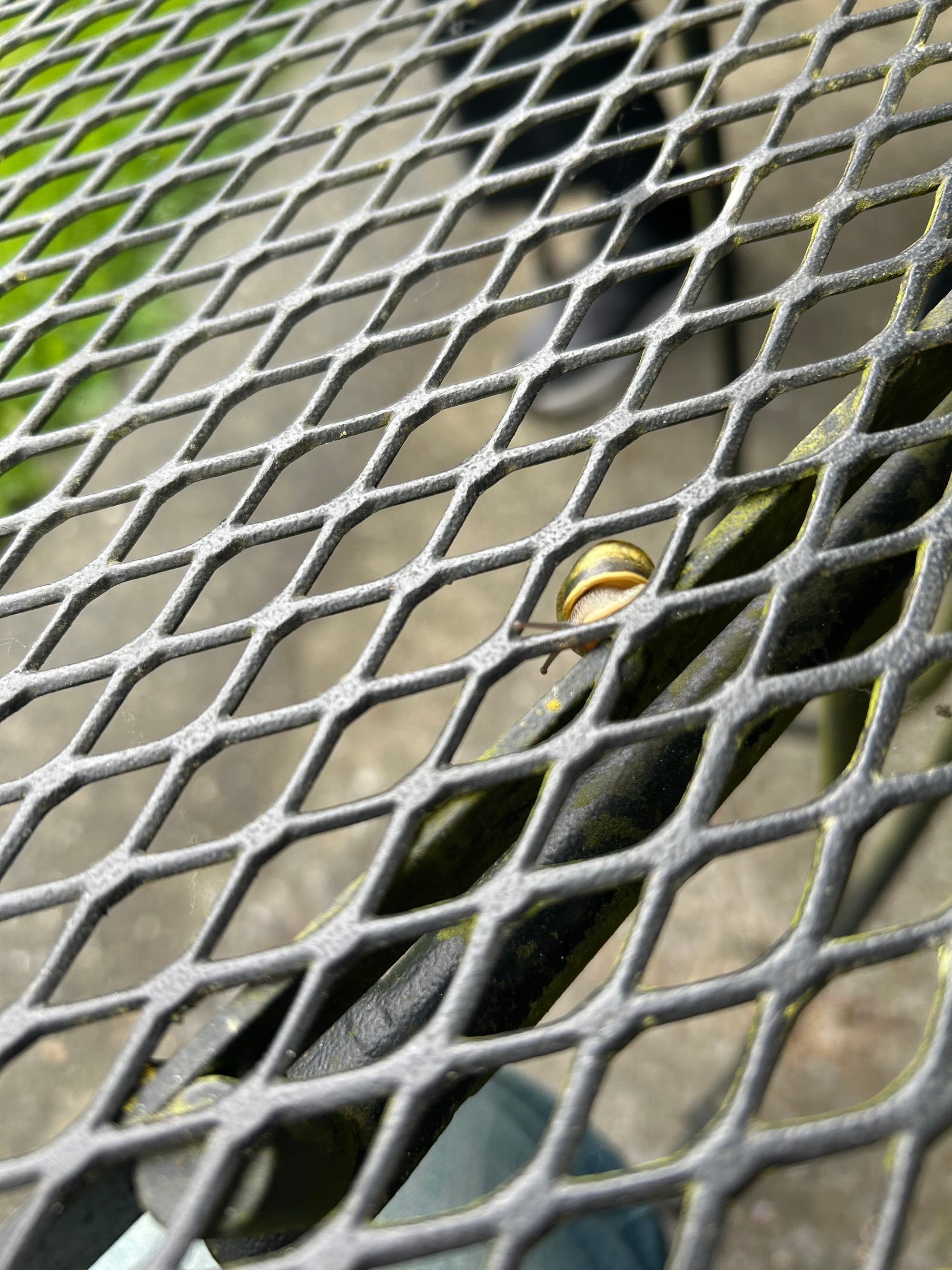 the metal grate of a patio table with a small snail on the underside, sticking their antenna through the grate
