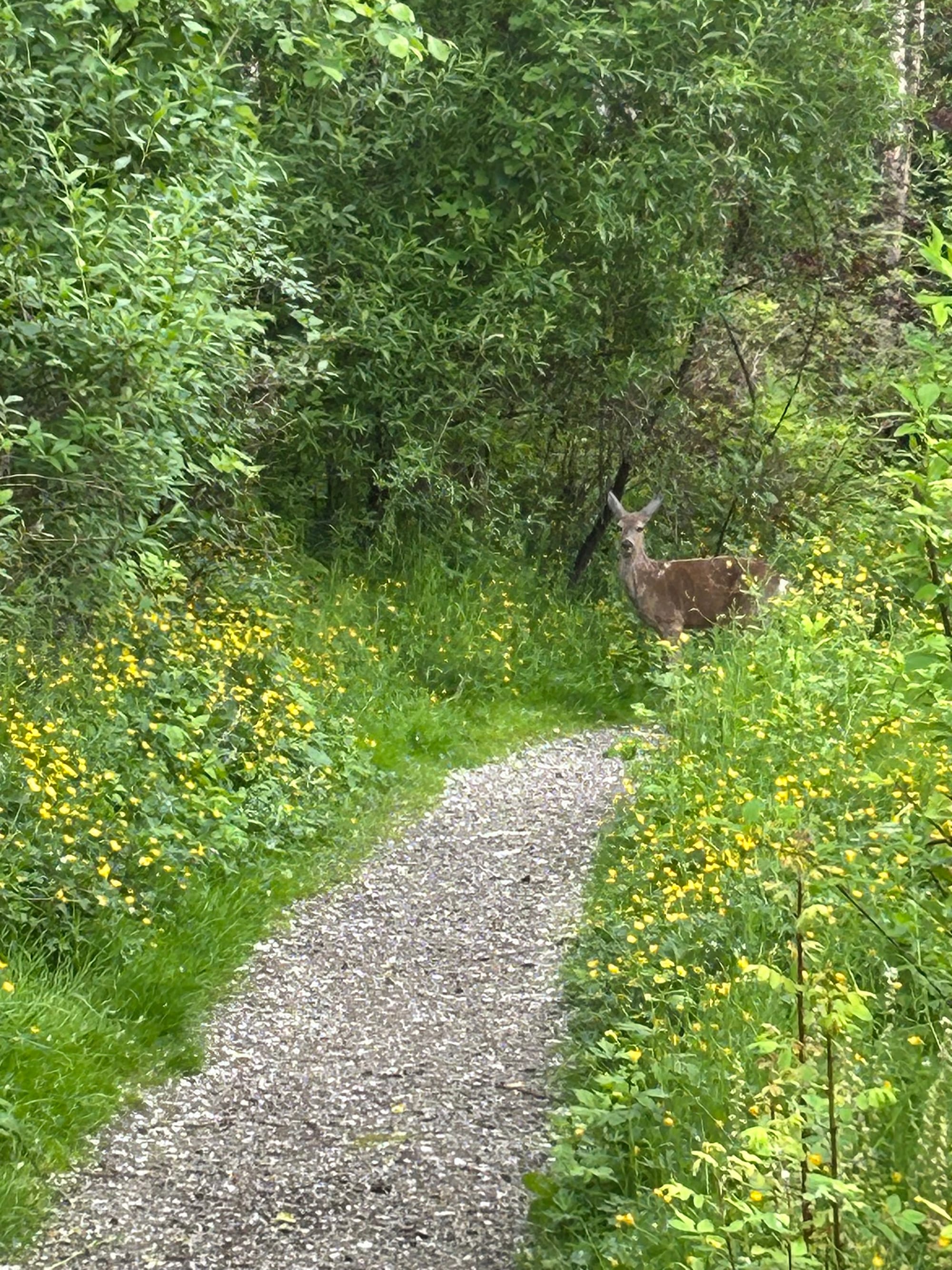 a grey gravel path between two banks of green, a young deer standing at the curve looking towards the camera