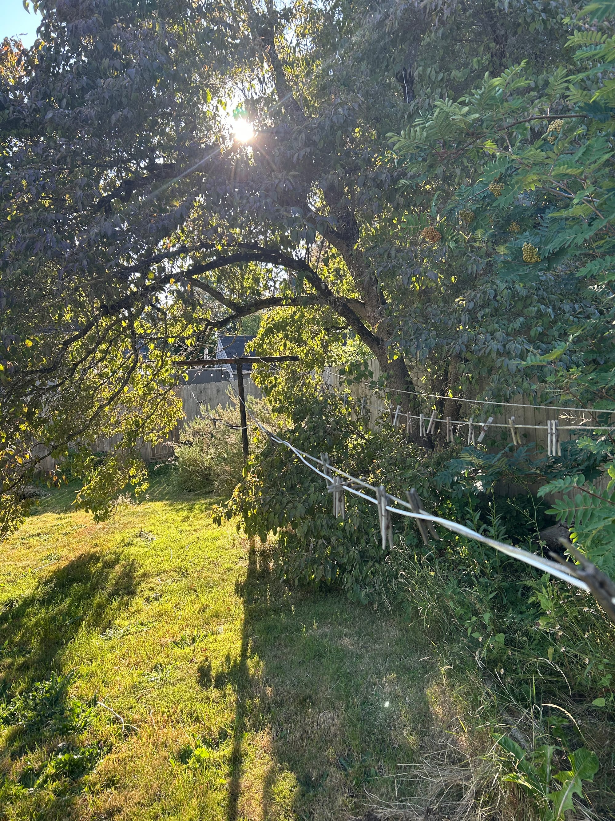 an old clothes line extending to a tree, green grass, green branches above, bright circle of sun through the leaves
