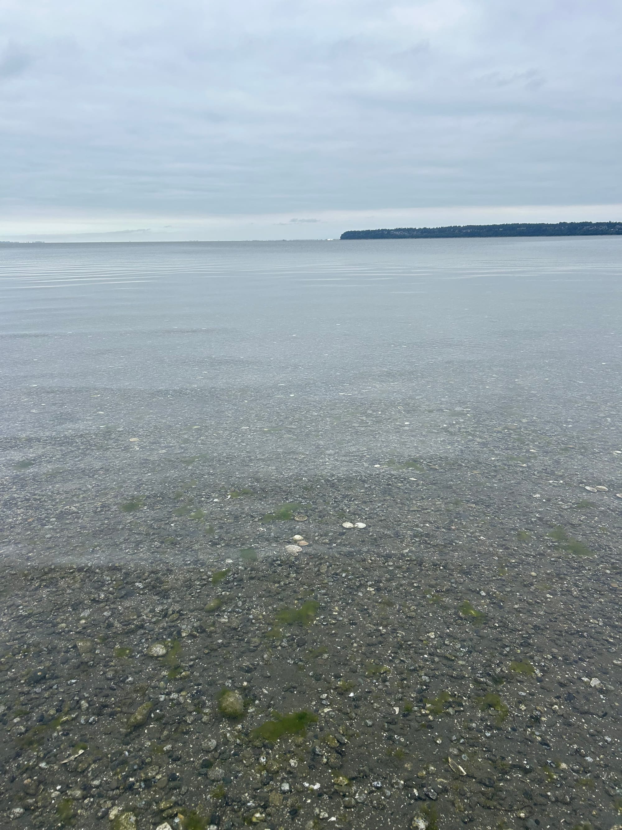very shallow bay water, pebbles and seaweed clearly visible underneath, grey cloudy skies, a jutting land mass in the distance