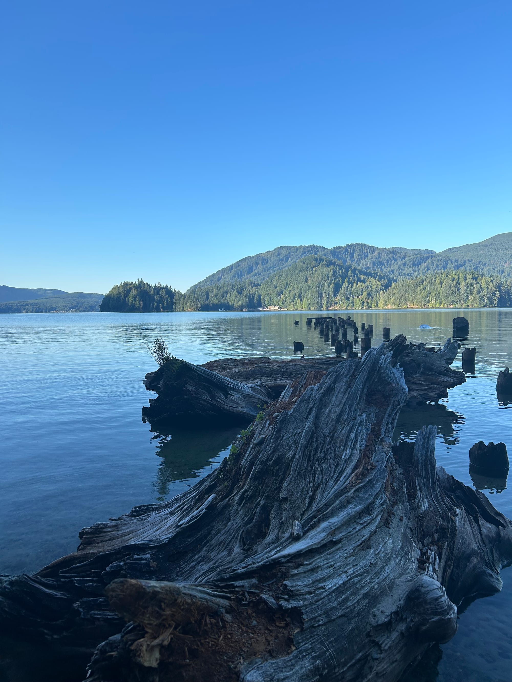 large twisty log in foreground, rotted pier, lake stretching out to a green and hilly opposite shore