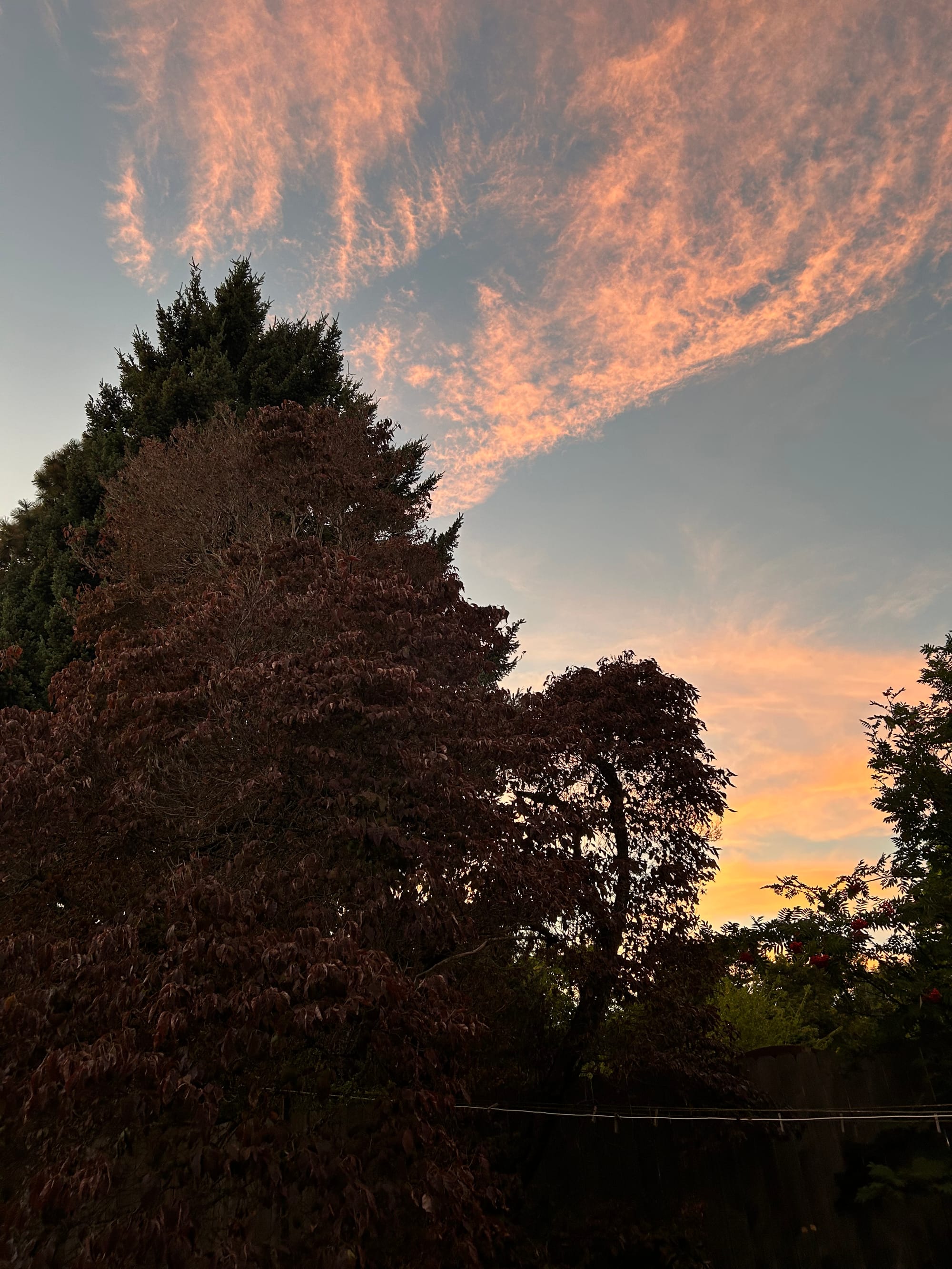 dark trees, faint pink post-sunset clouds, white clothesline