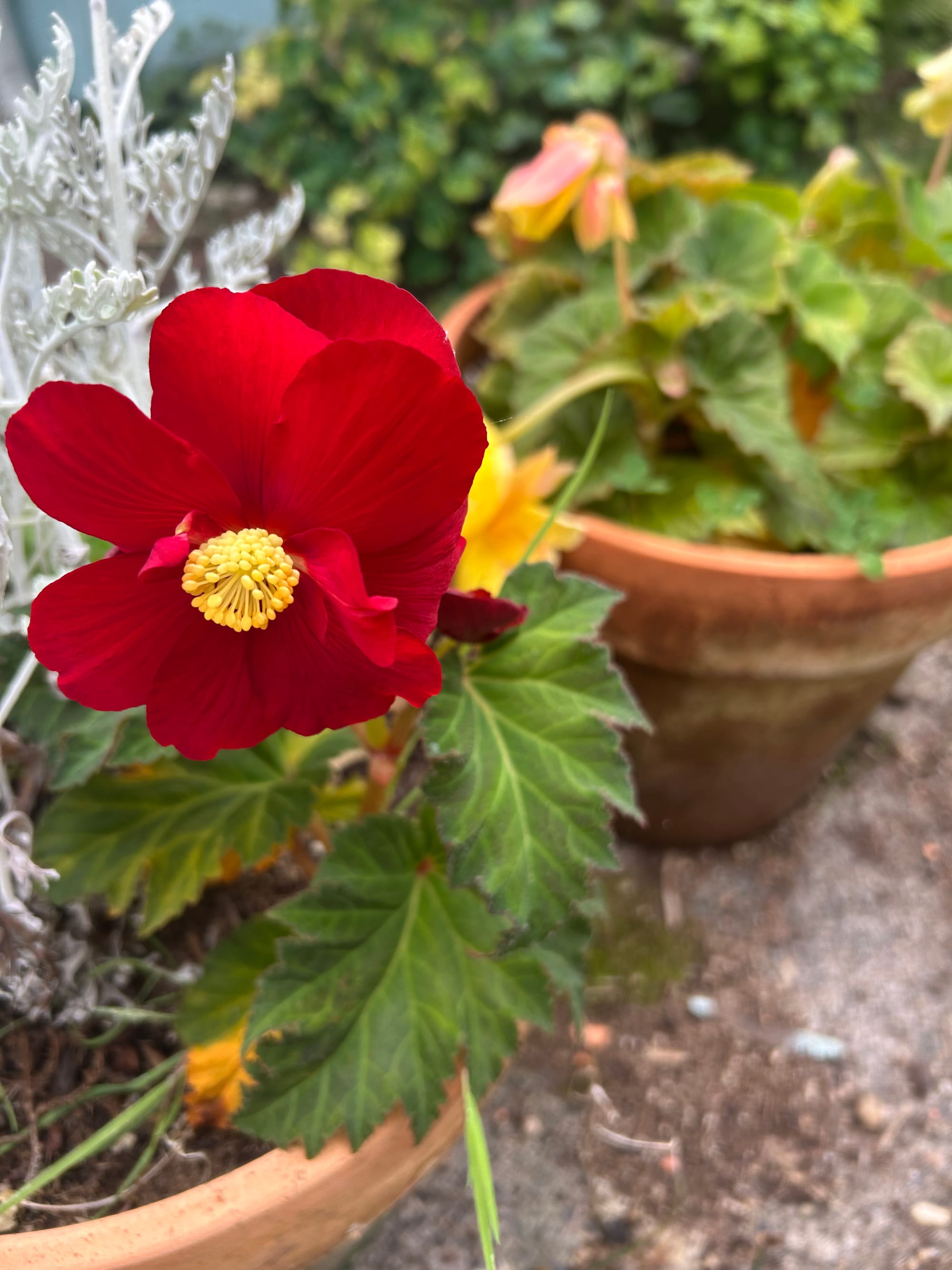 a red geranium with a bright yellow center in a terracotta pot