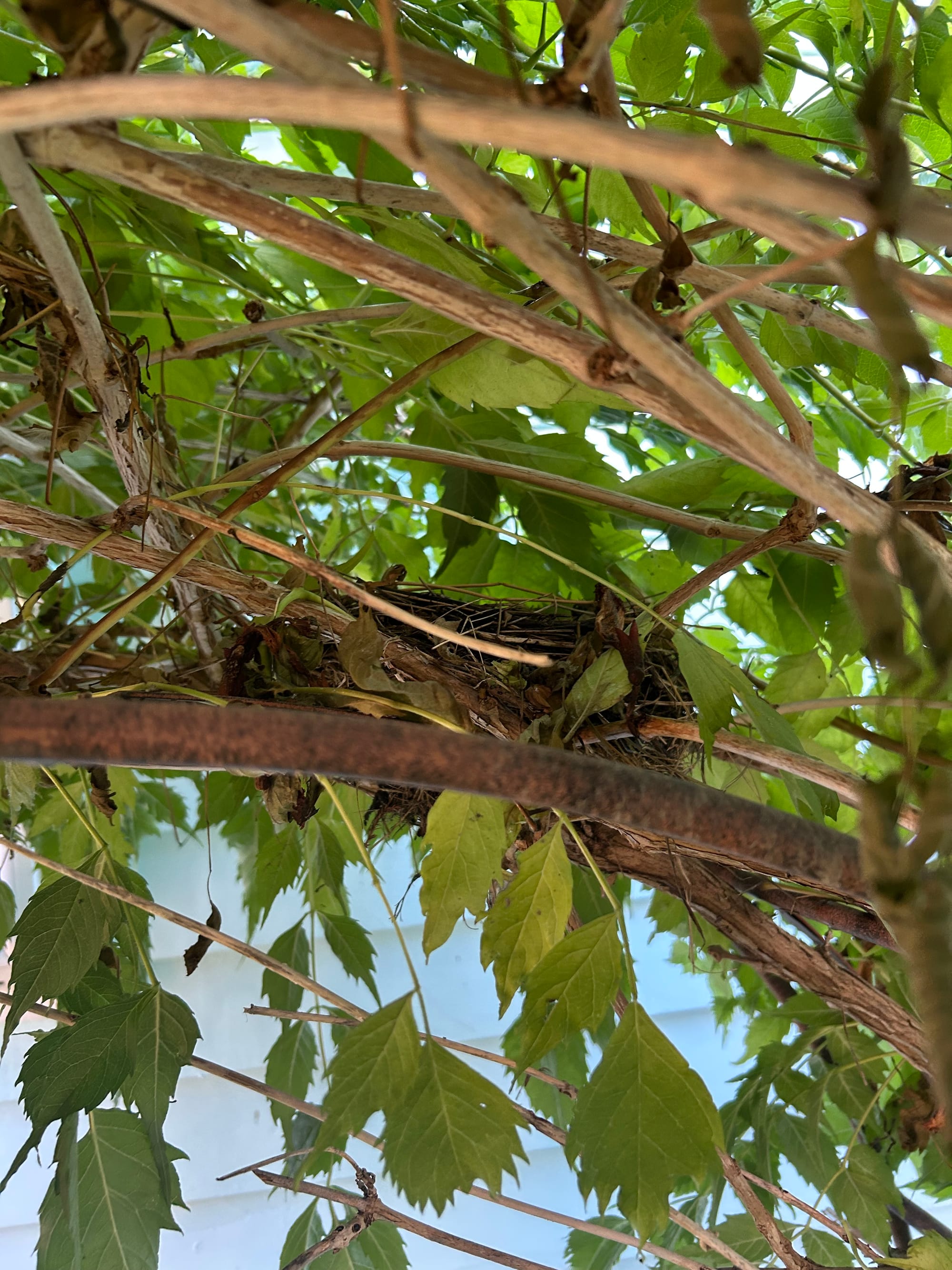 arbor of green leaves and vines with a bird's nest resting on the metal curve of the structure, light blue wall behind