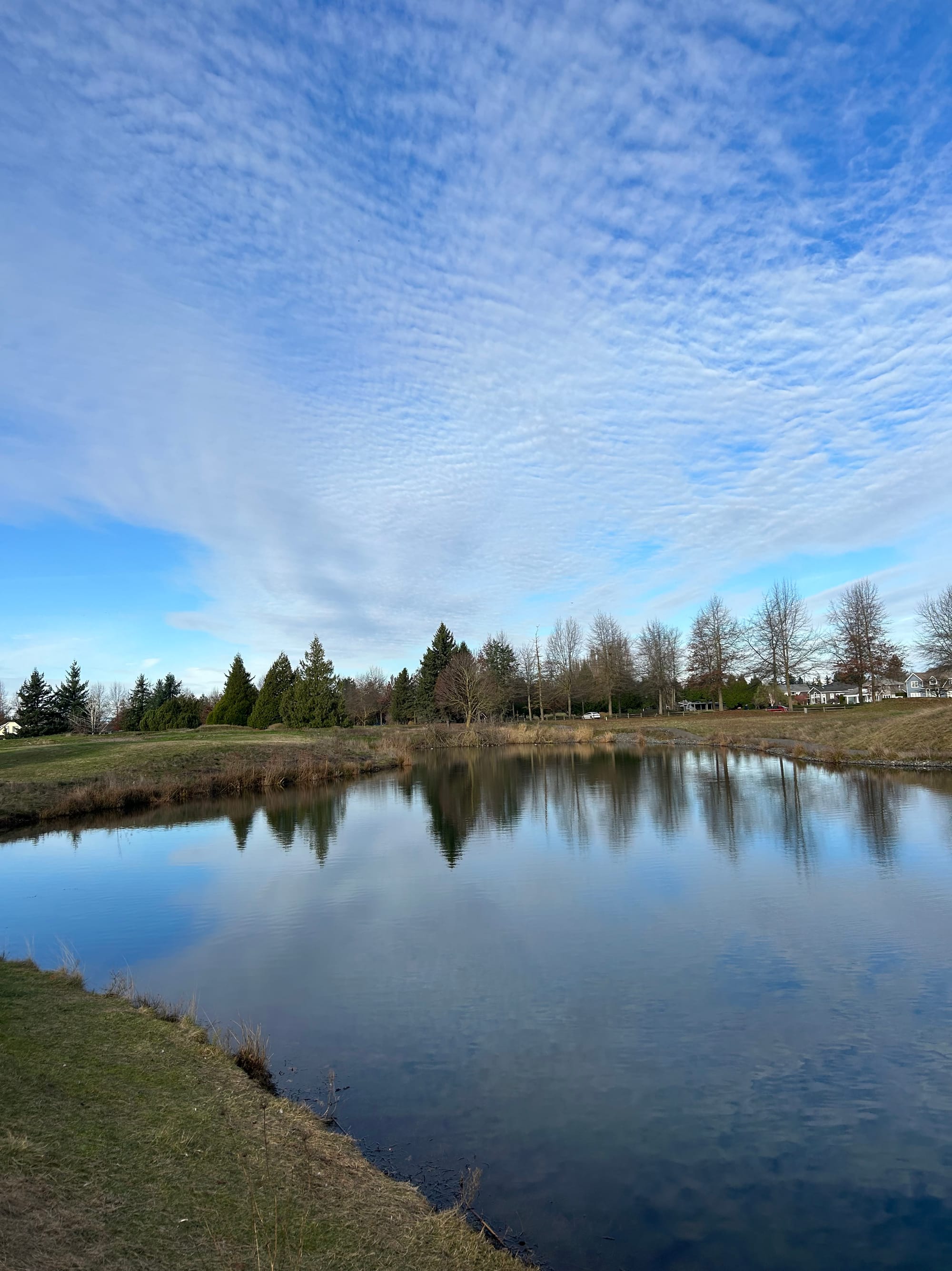 view of a cloudy, mucky pond, a treeline and a herring bone cloud sky