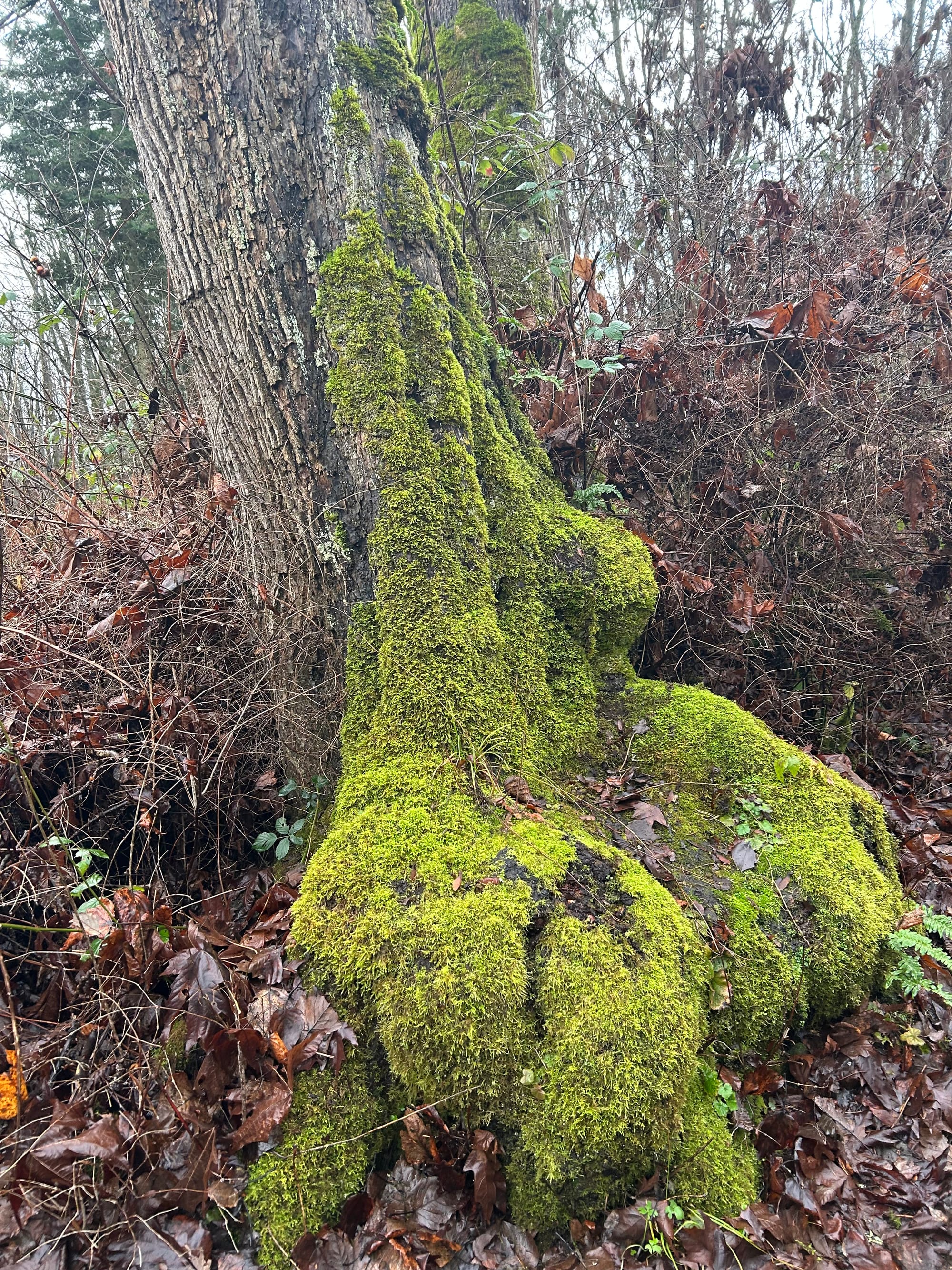 enormous tree with roots covered in thick moss, loosely resembling a throne