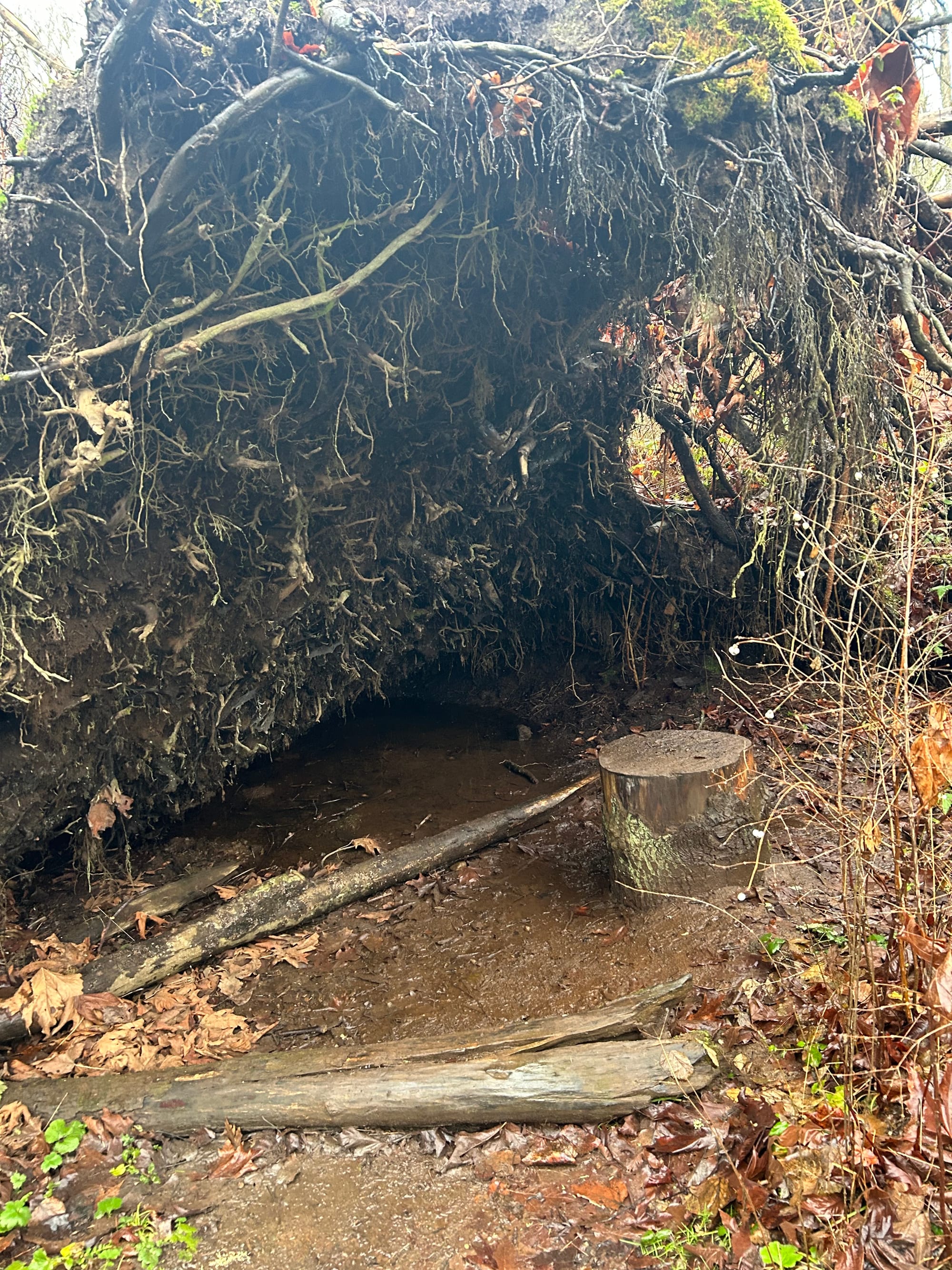 huge rootball from overturned tree with muddy puddle beneath & cut off stump placed a bit like a stool or a chair