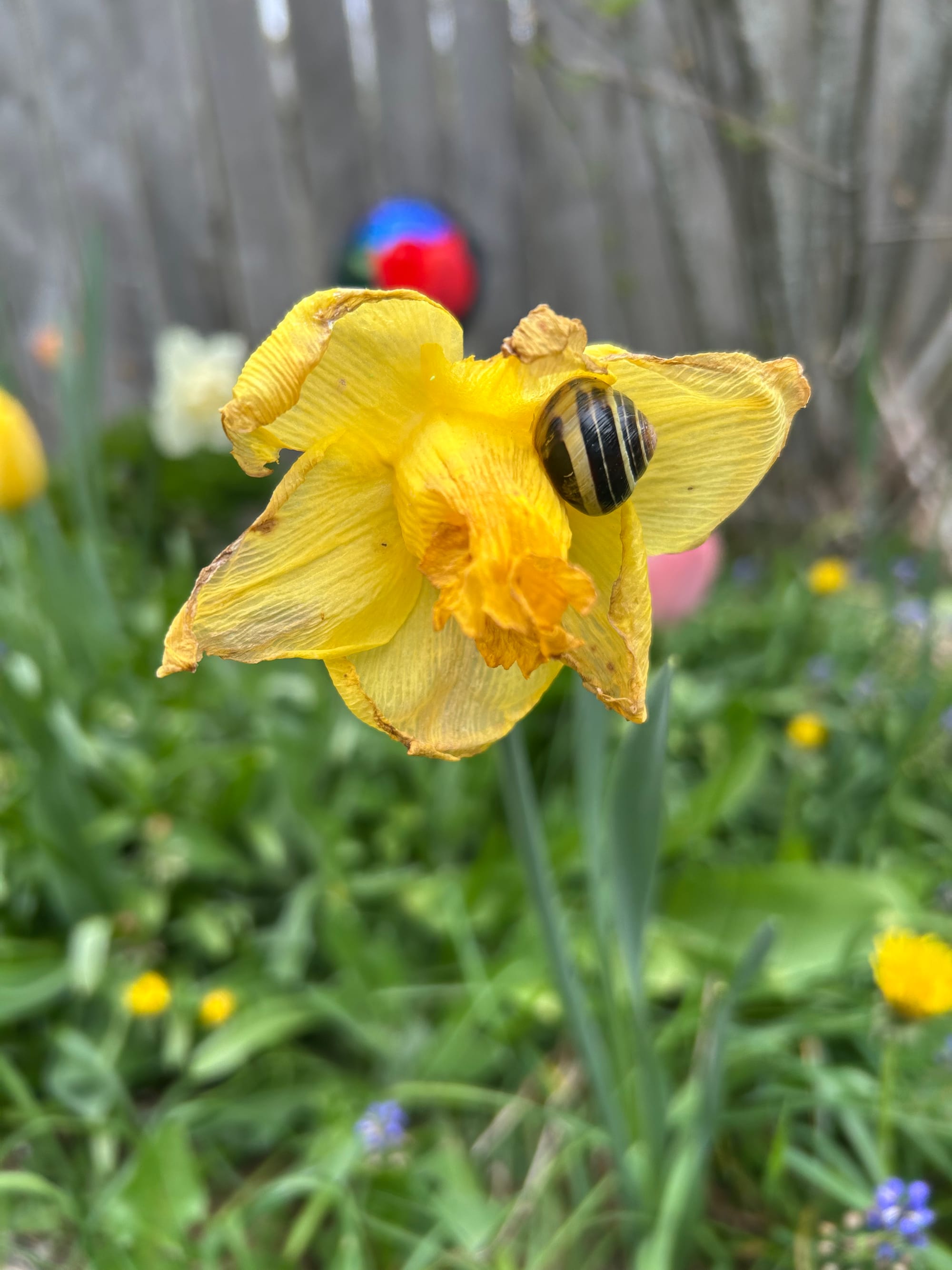 close up of a slightly withered daffodil with a striped snail inside its shell on one of the petals, blurry background of other greenery and flowers