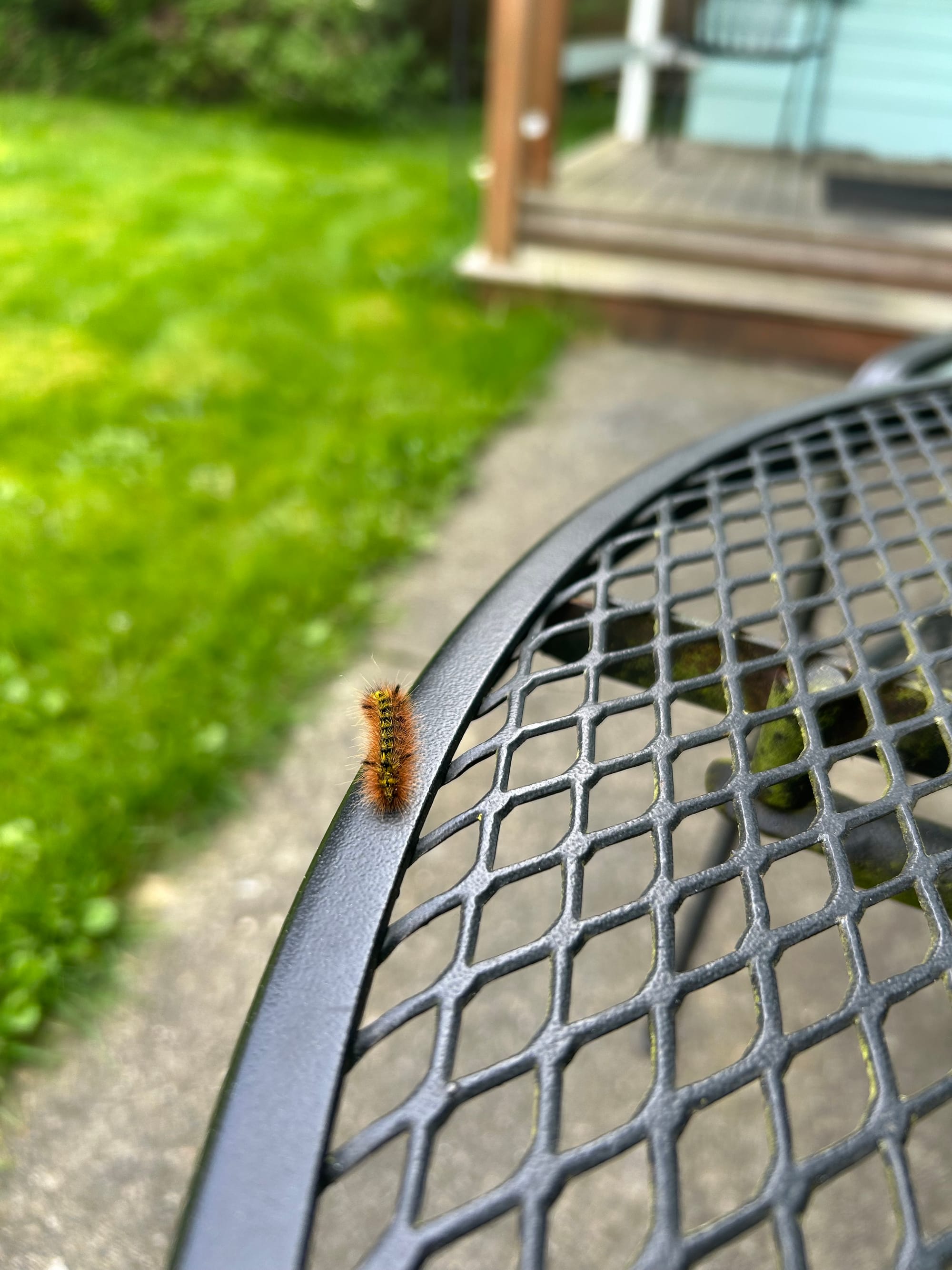 small fuzzy black, brown & yellow caterpillar walking along the outside edge of a black iron table, pavement & grass visible in the background