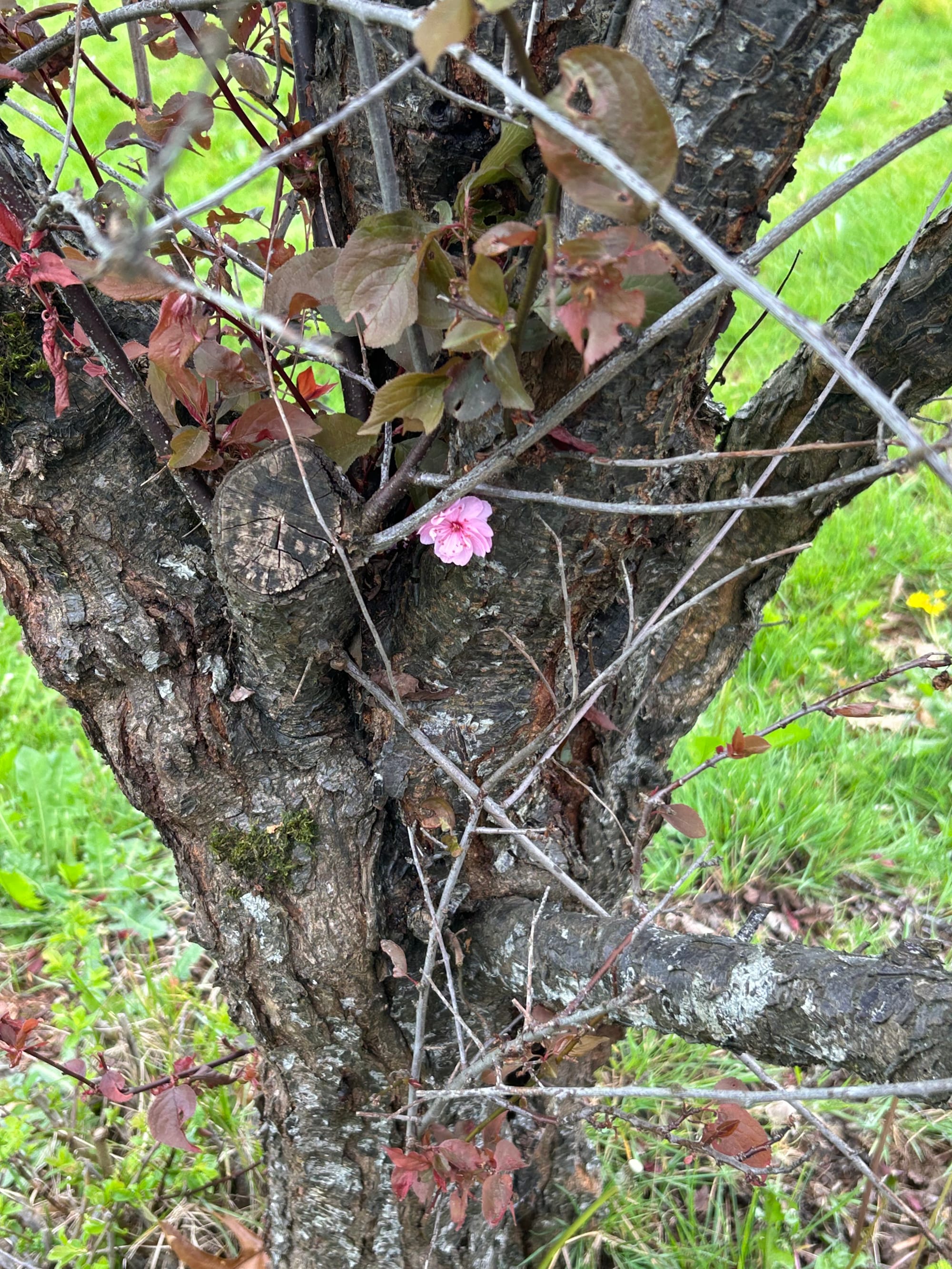 brown trunk with lichen and branches sprouting green-red leaves, with one pink plum blossom blooming in the crotch of the tree