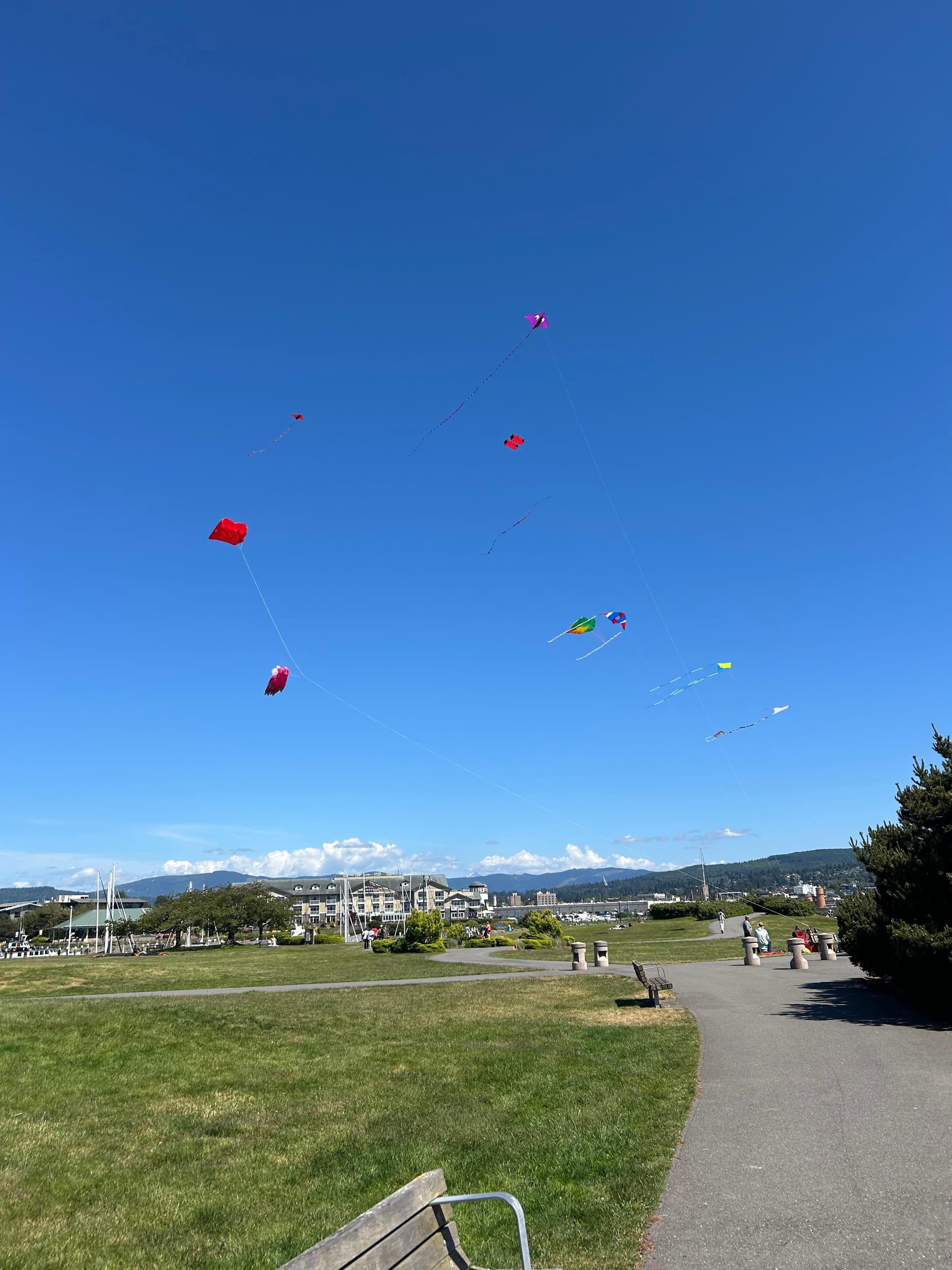 a summer day view at the park, green grass, park benches, several large & colorful kites, sailboat masts visible at the marina in the distance