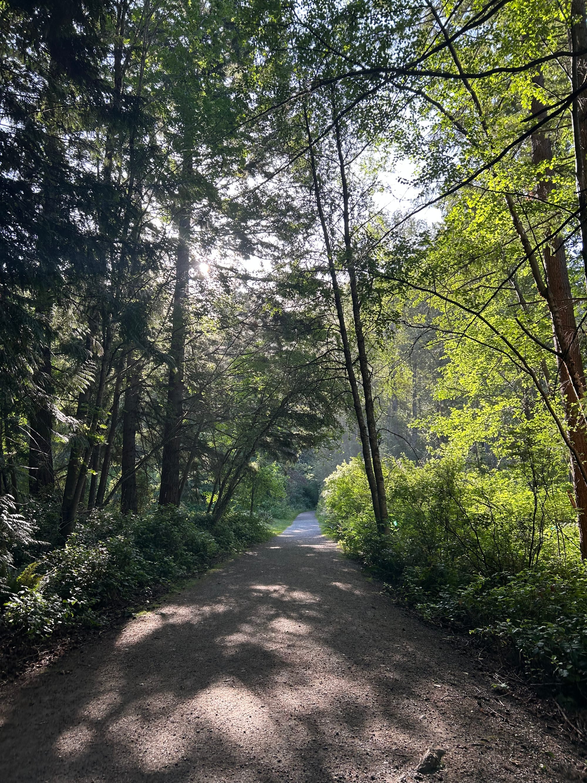 a gravel trail with green woods around it