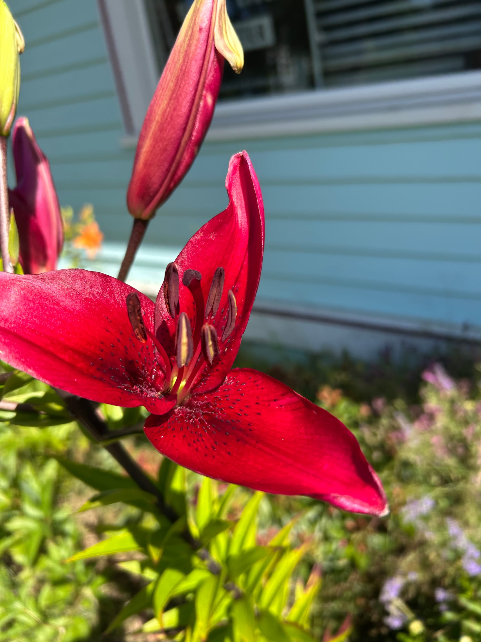 close up of a dark pink lily with darker pollen and a bit of yellow at the center