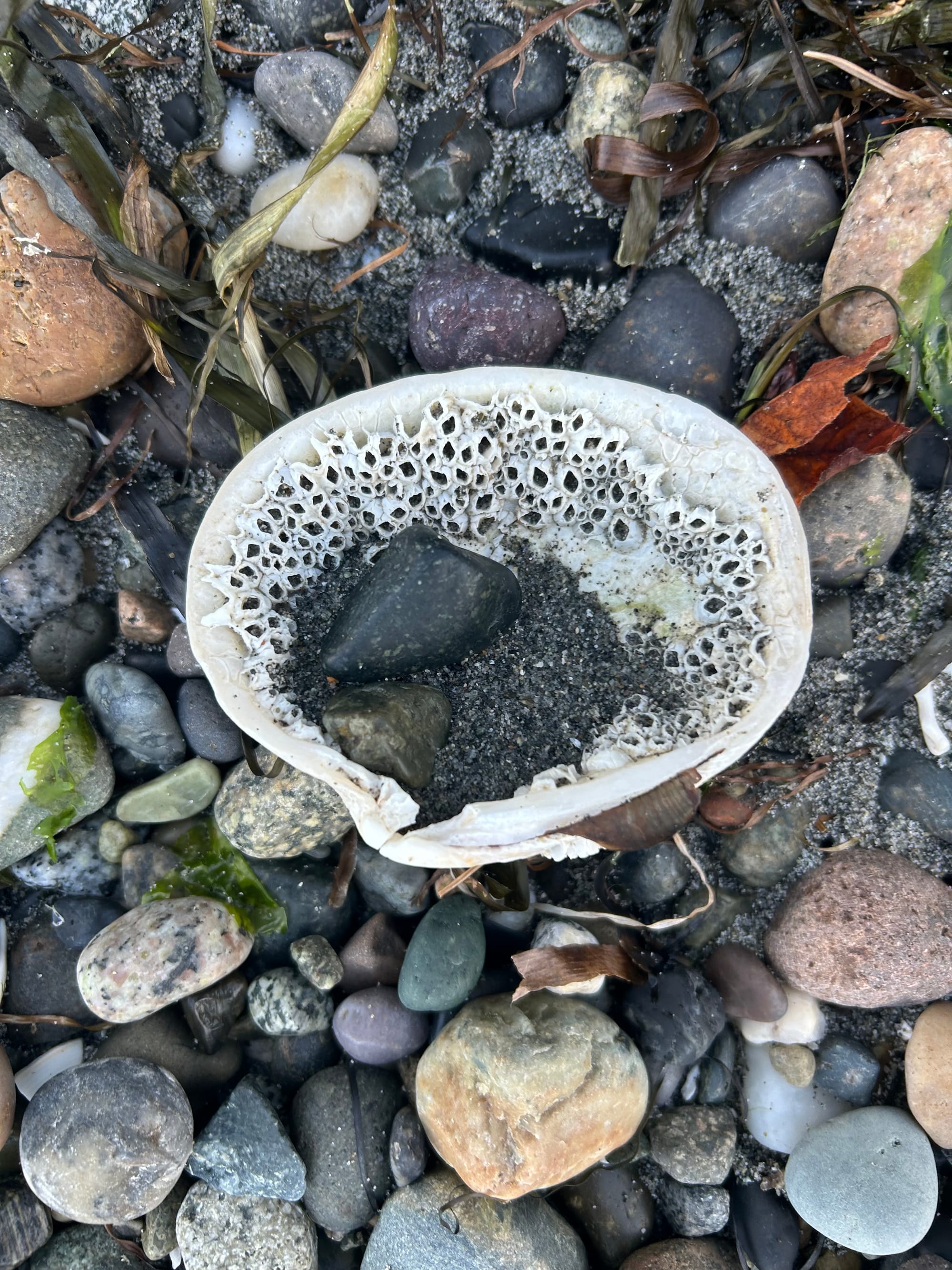 a clam shell filled with empty barnacle shells, sitting on a pebble beach. there are so a couple of rocks and some coarse sand in the shell