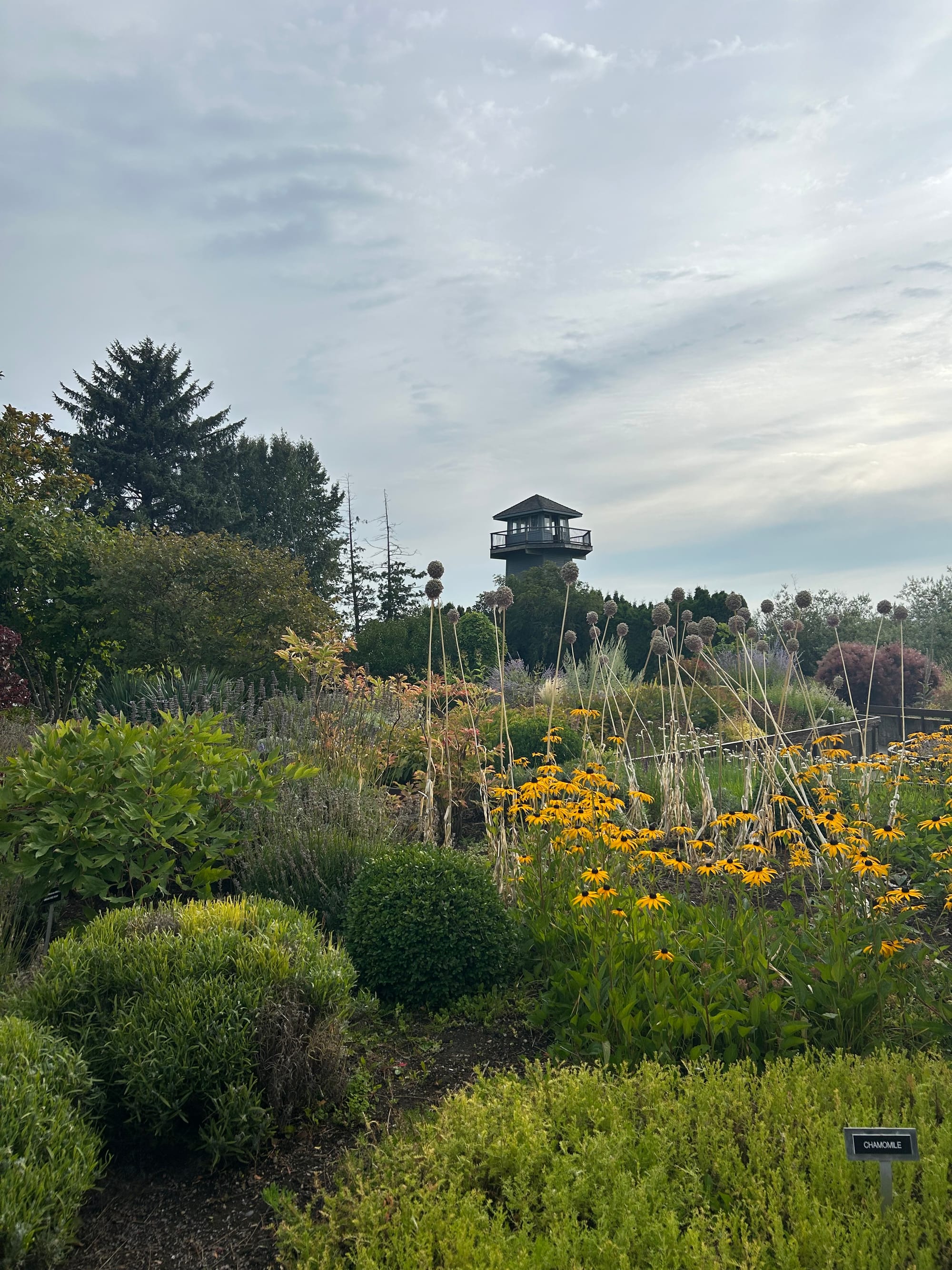 garden beds with trimmed rosemary, blackeyed susans, tall allium seed pods and an observation tower rising in the background