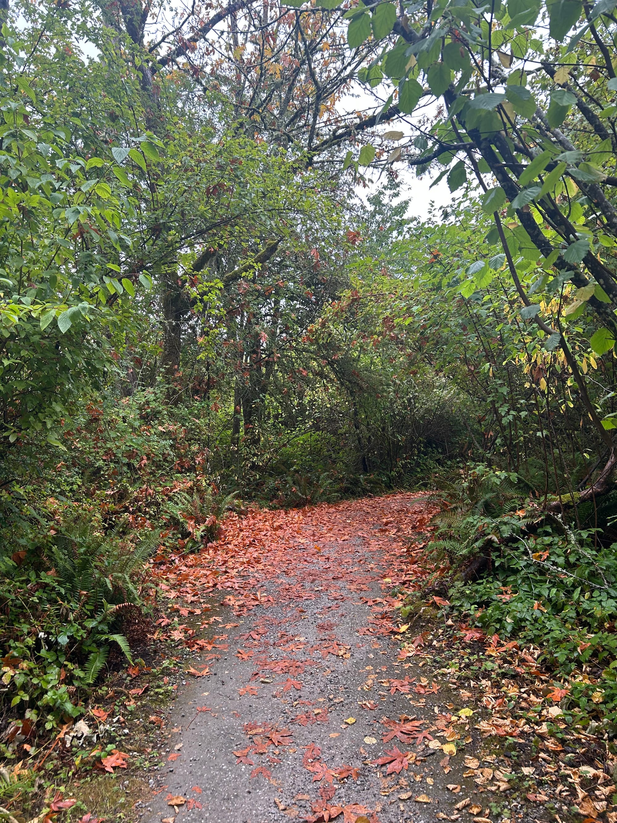 gravel path strewn with brown dead leaves leading through a green wood
