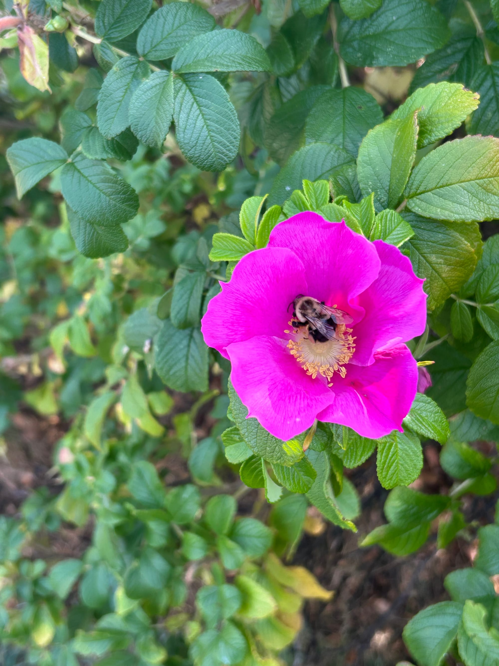 bumble bee in the center of a pink single petal rose